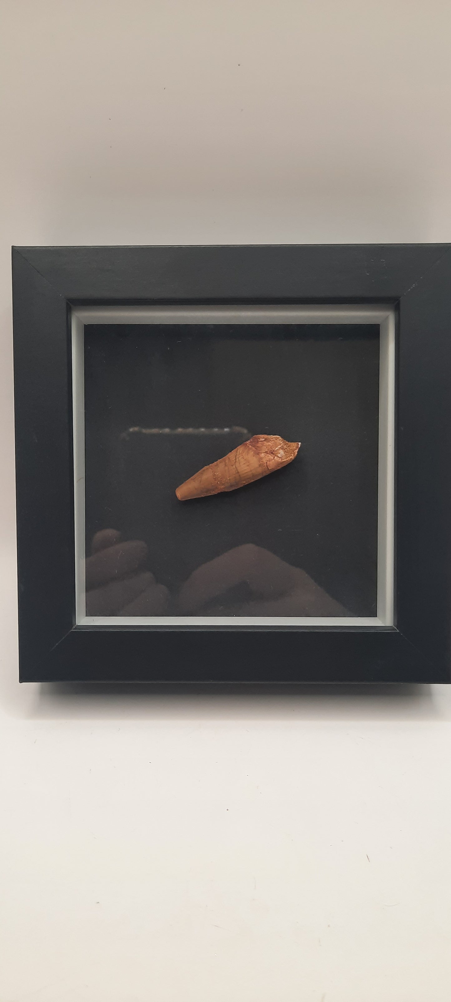 Spinosaurus Teeth in Frames