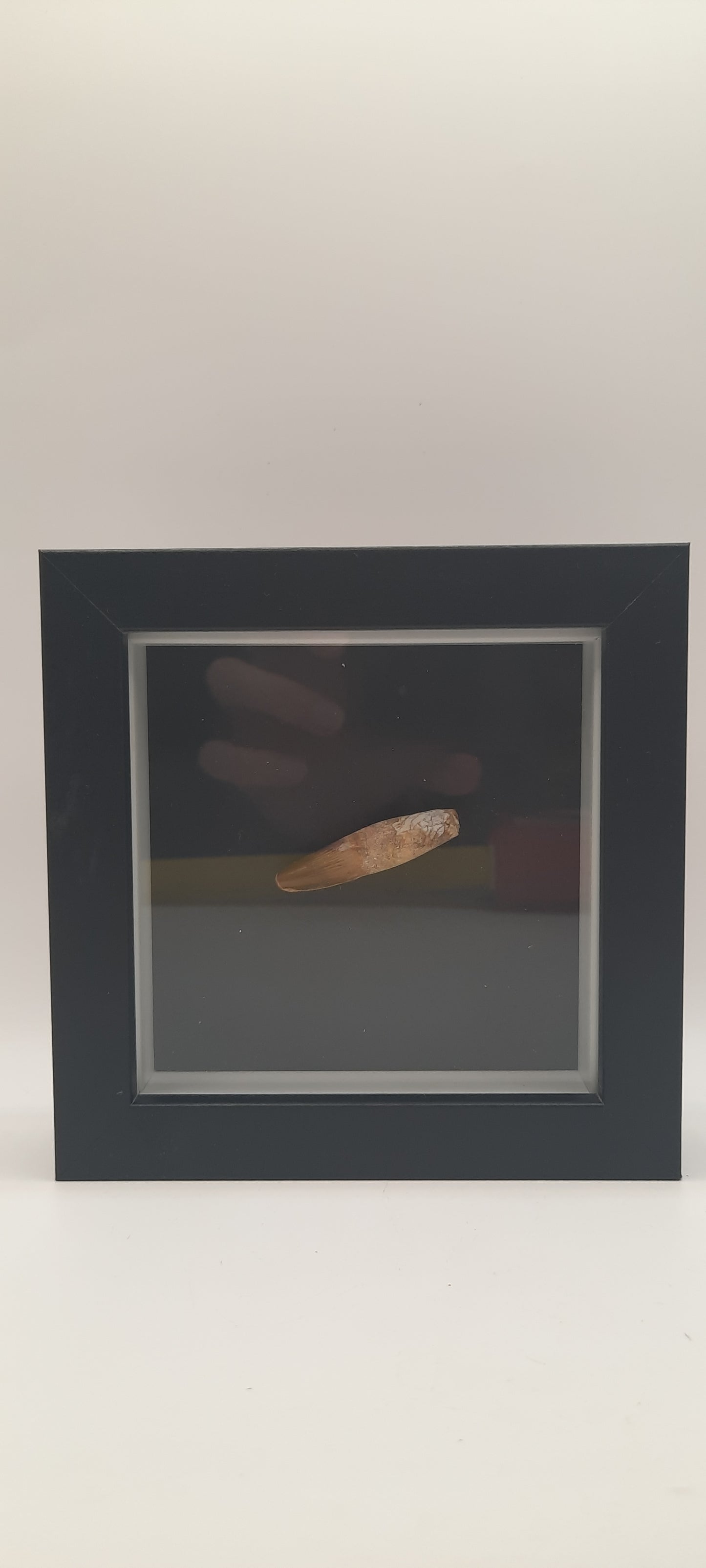 Spinosaurus Teeth in Frames