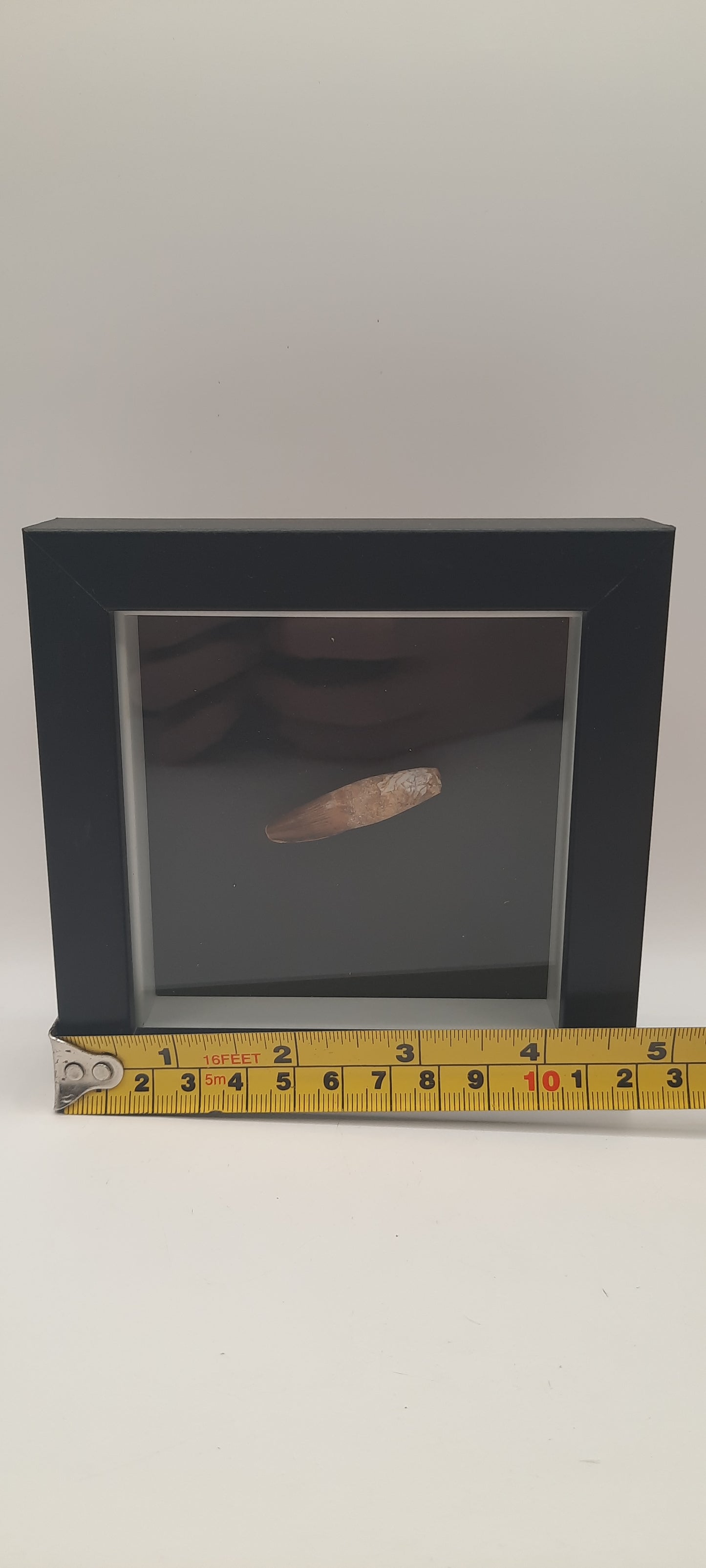 Spinosaurus Teeth in Frames