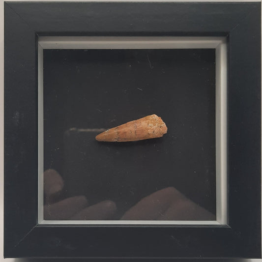 Spinosaurus Teeth in Frames