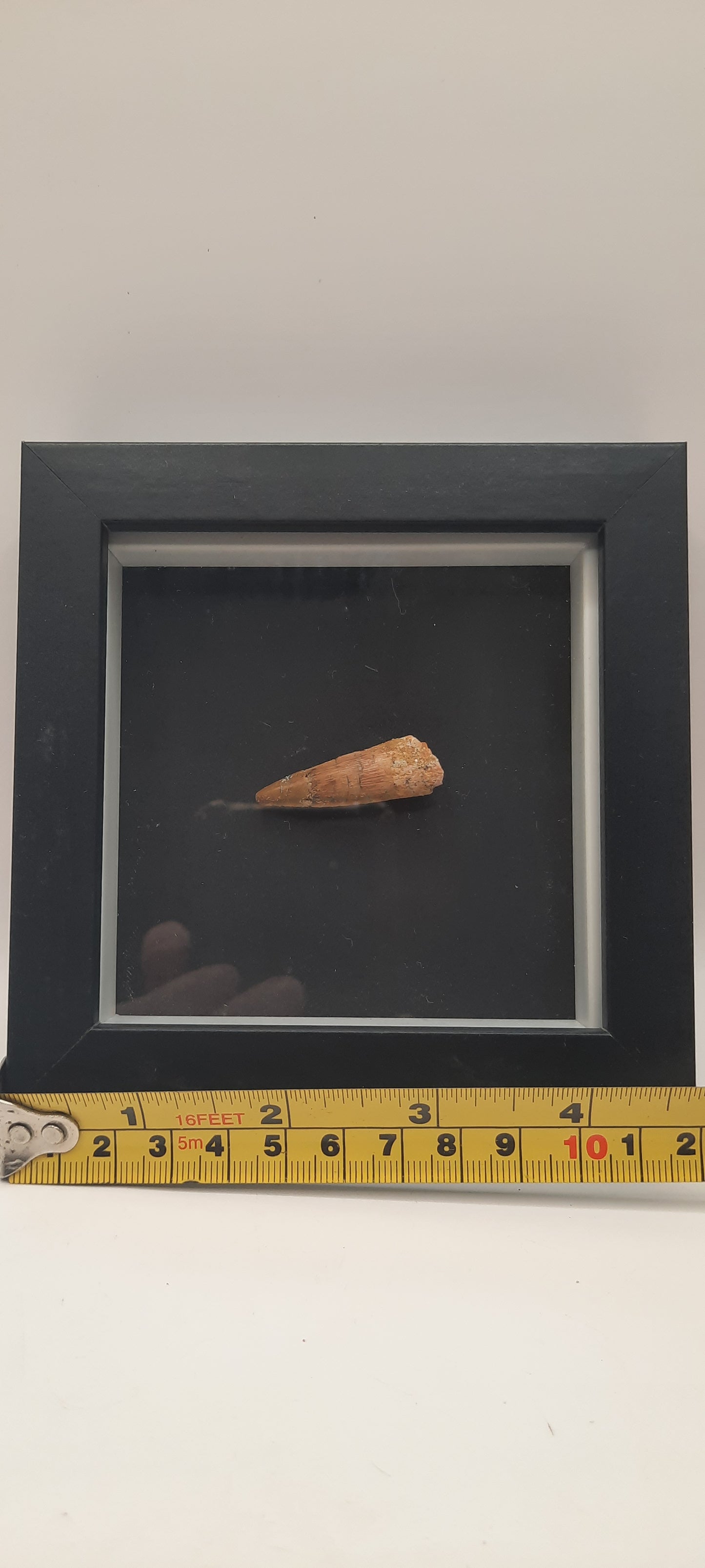 Spinosaurus Teeth in Frames