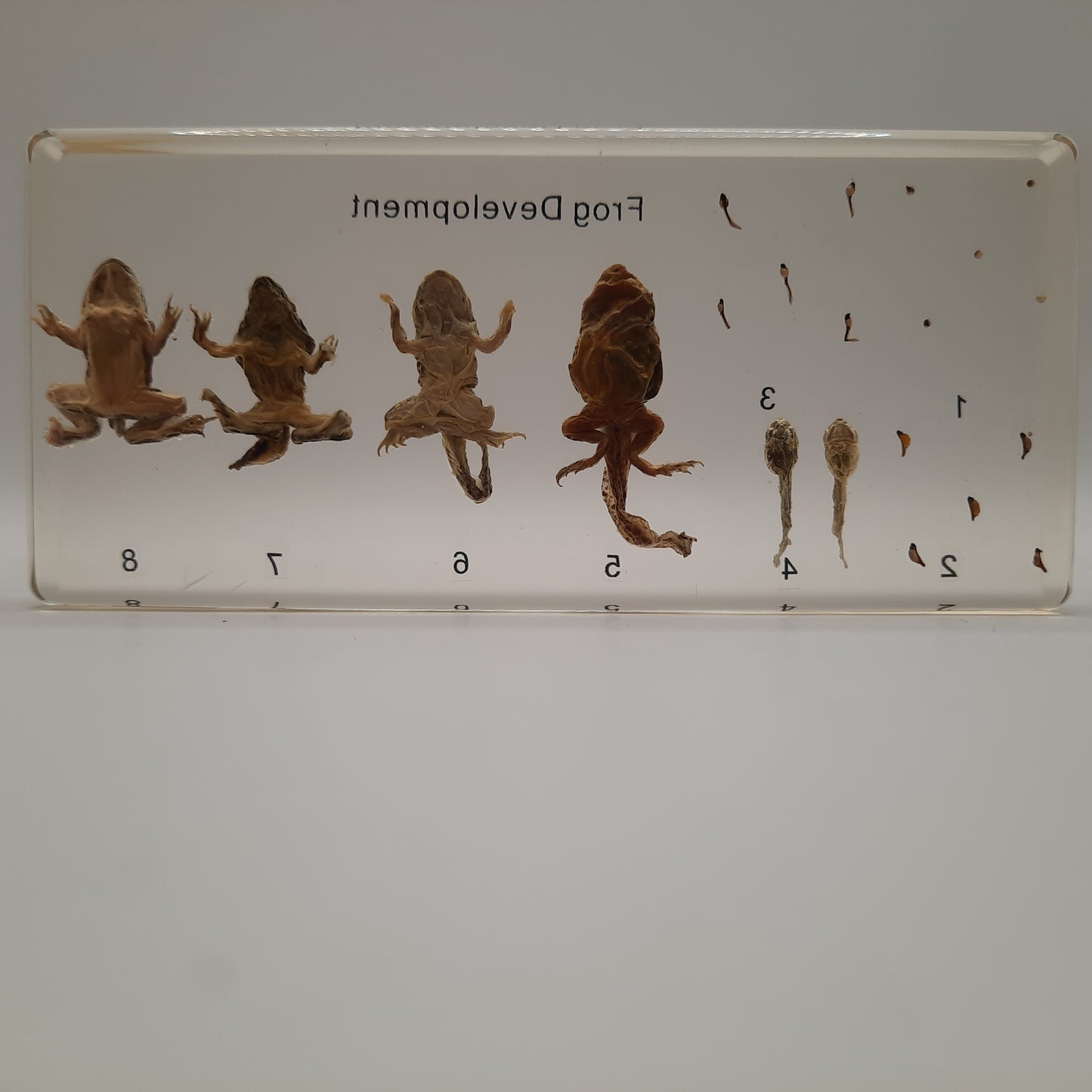Baby Frogs