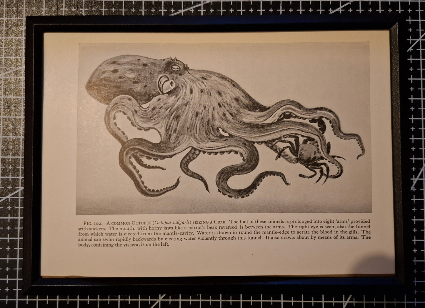 Framed Animal Illustrations