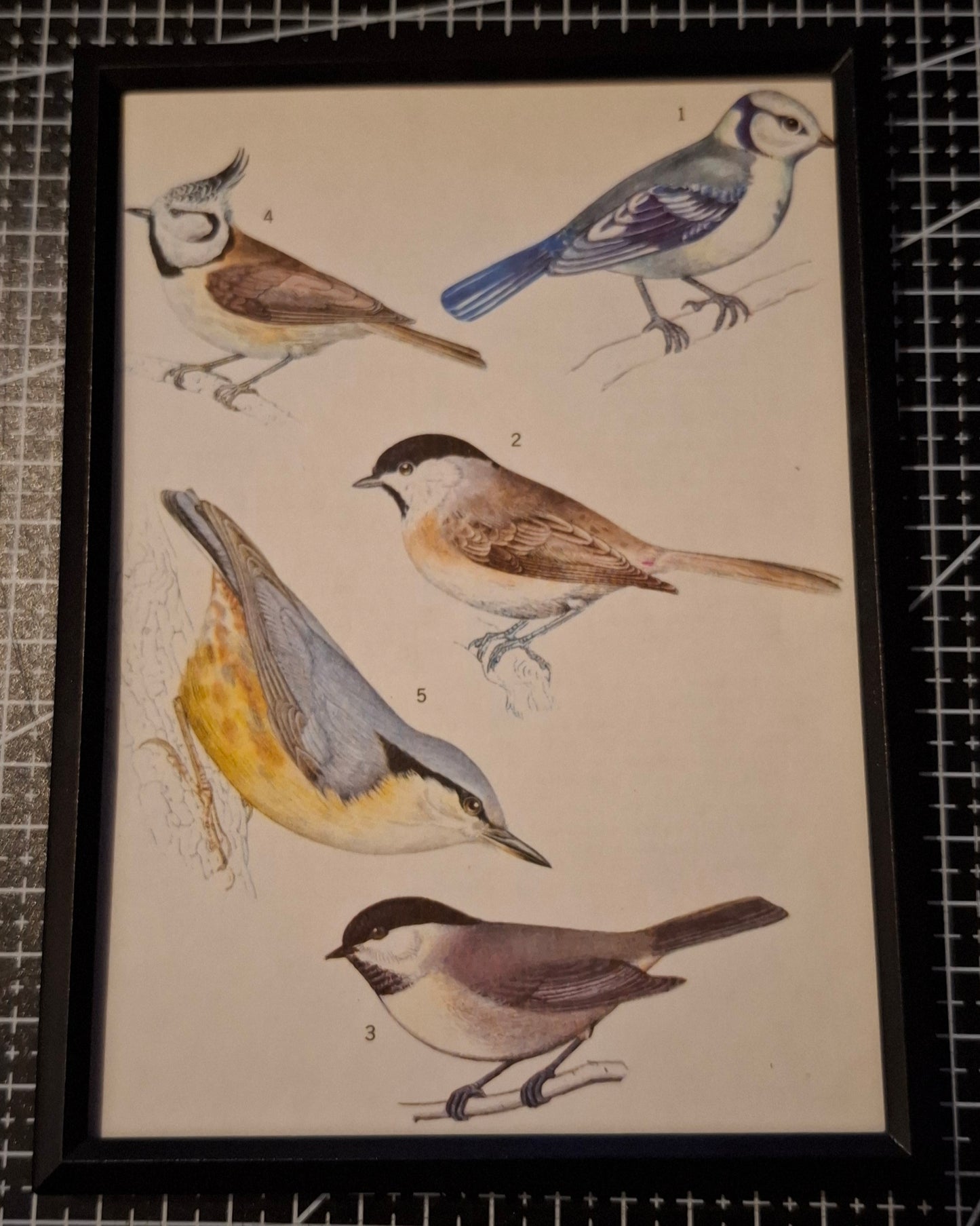 Framed Animal Illustrations