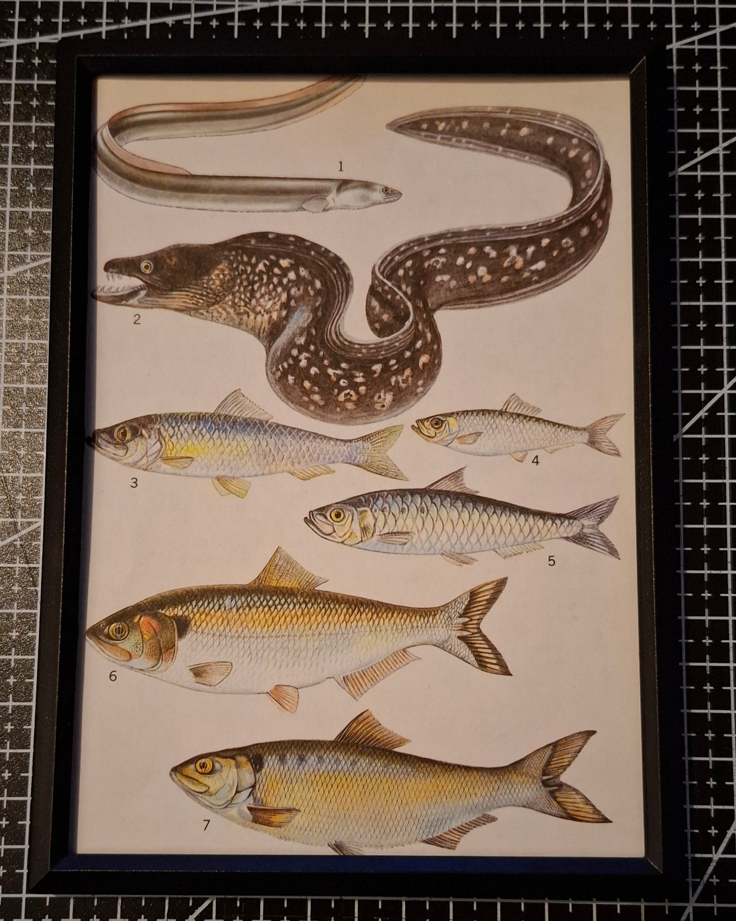 Framed Animal Illustrations