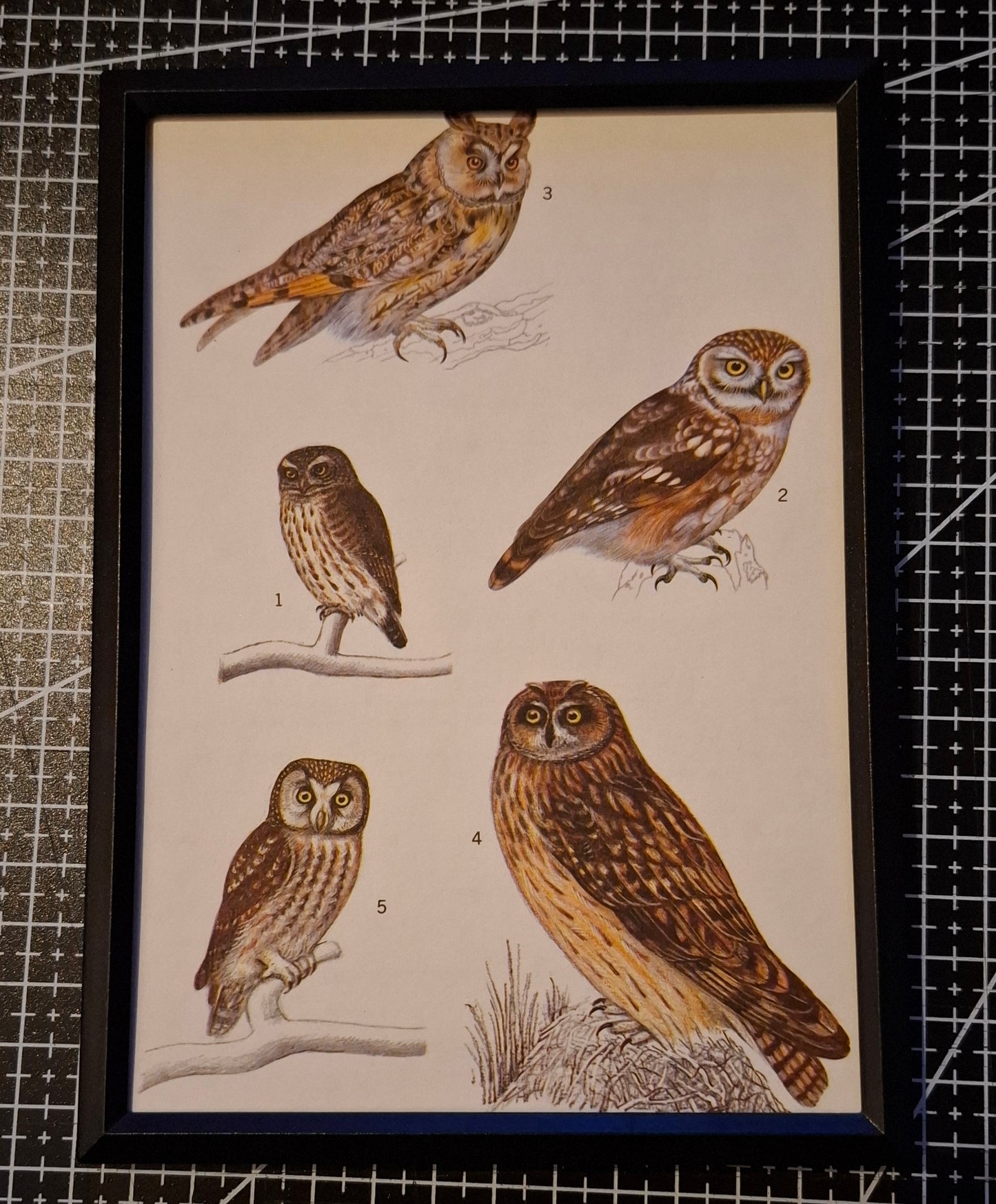 Framed Animal Illustrations