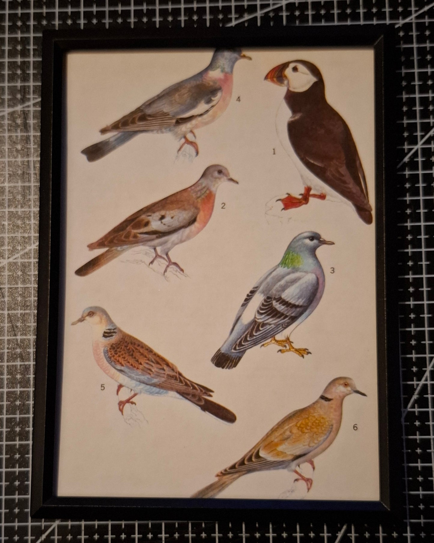 Framed Animal Illustrations