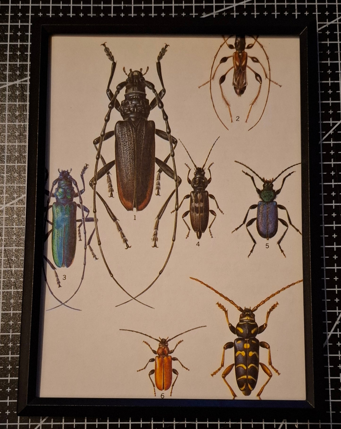 Framed Animal Illustrations