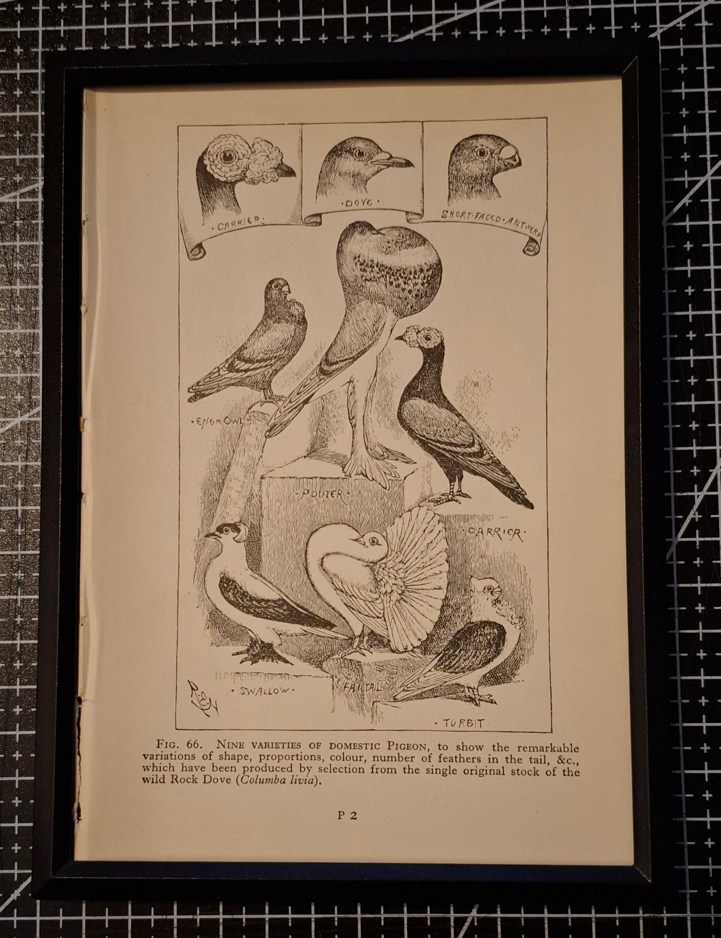 Framed Animal Illustrations