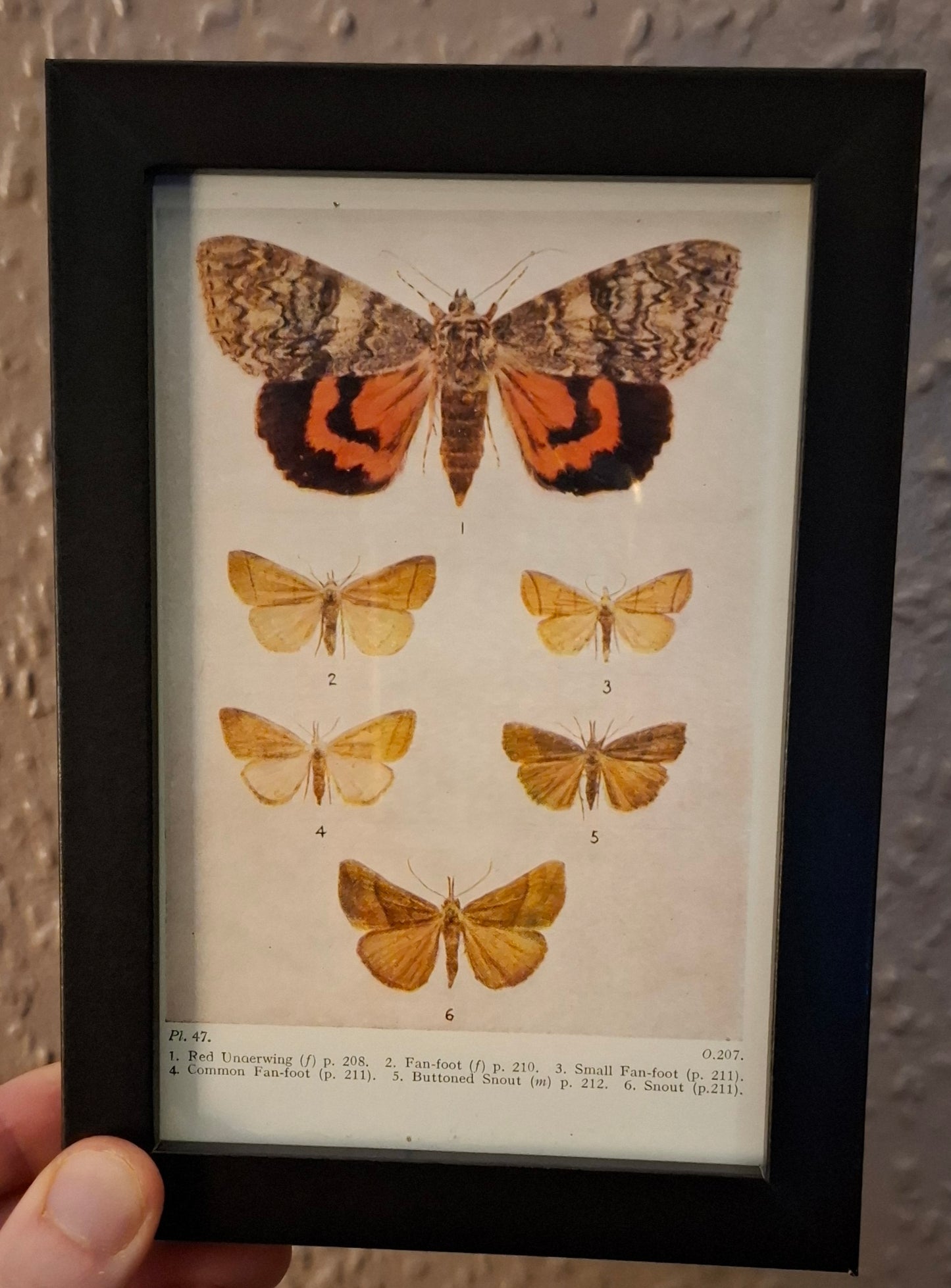 Framed Animal Illustrations