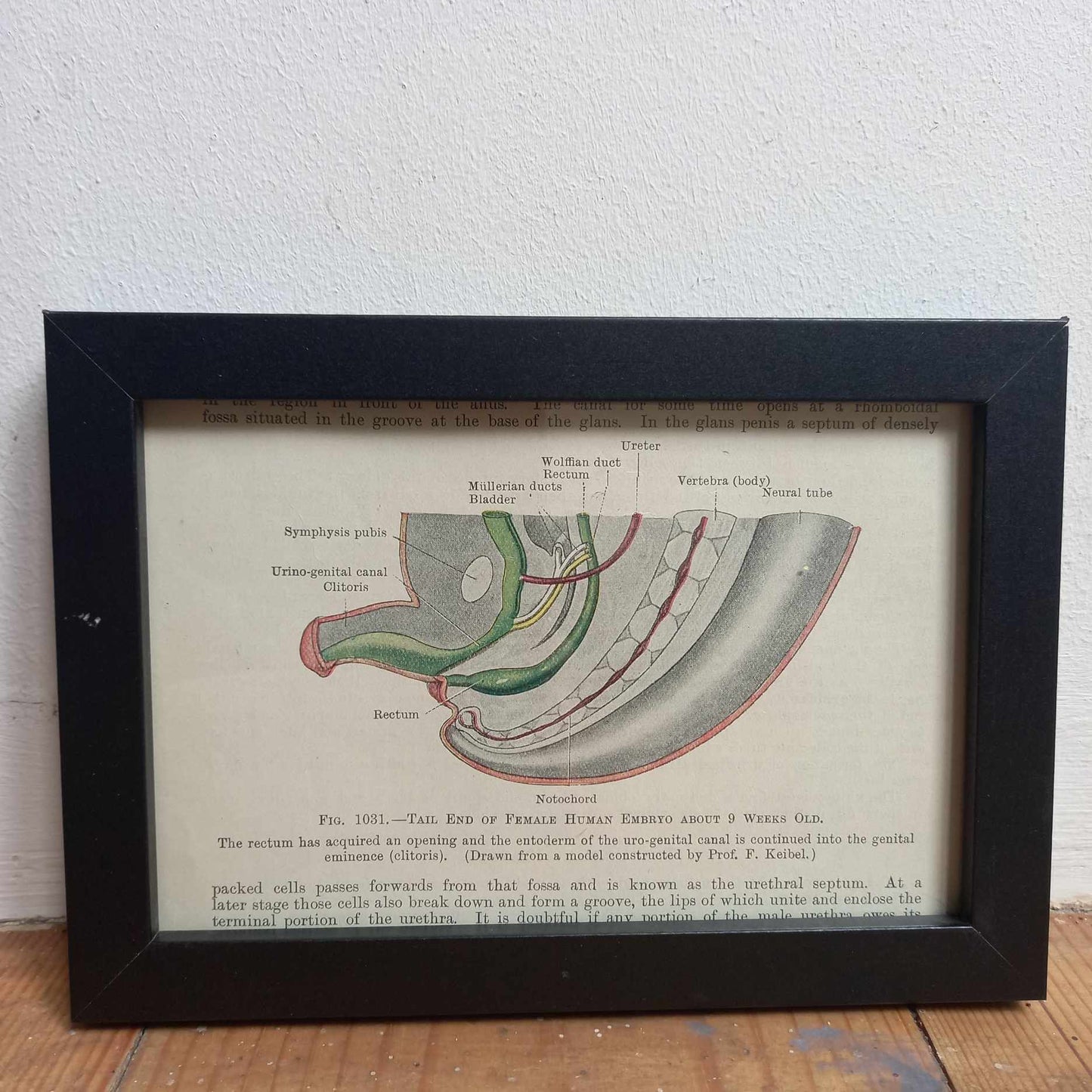 Framed Diagrams From Antique Biology book
