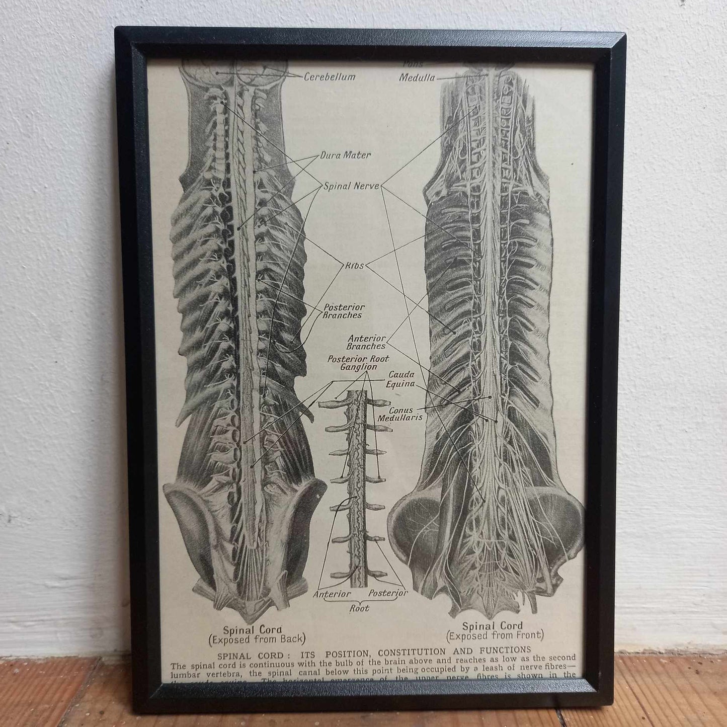 Framed Diagrams From Antique Biology book