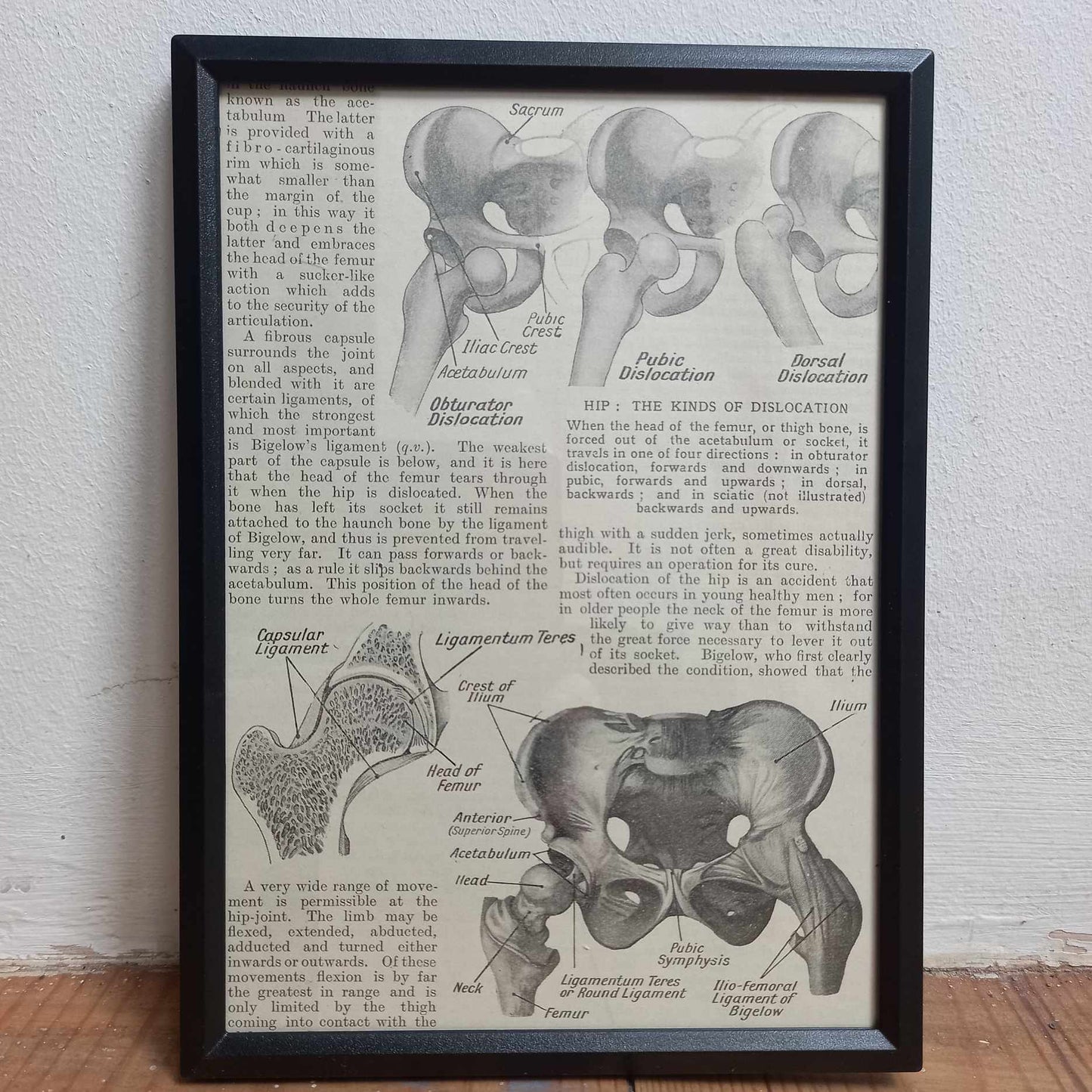 Framed Diagrams From Antique Biology book