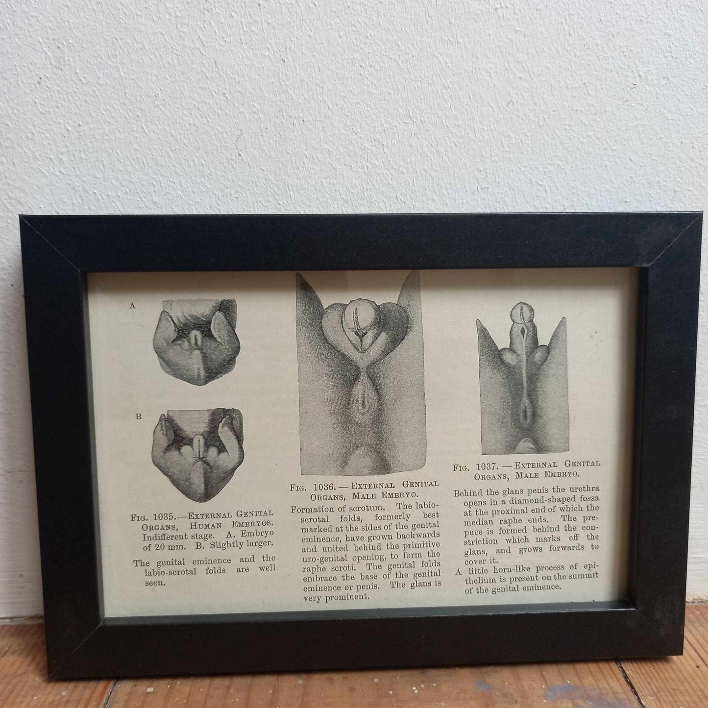 Framed Diagrams From Antique Biology book