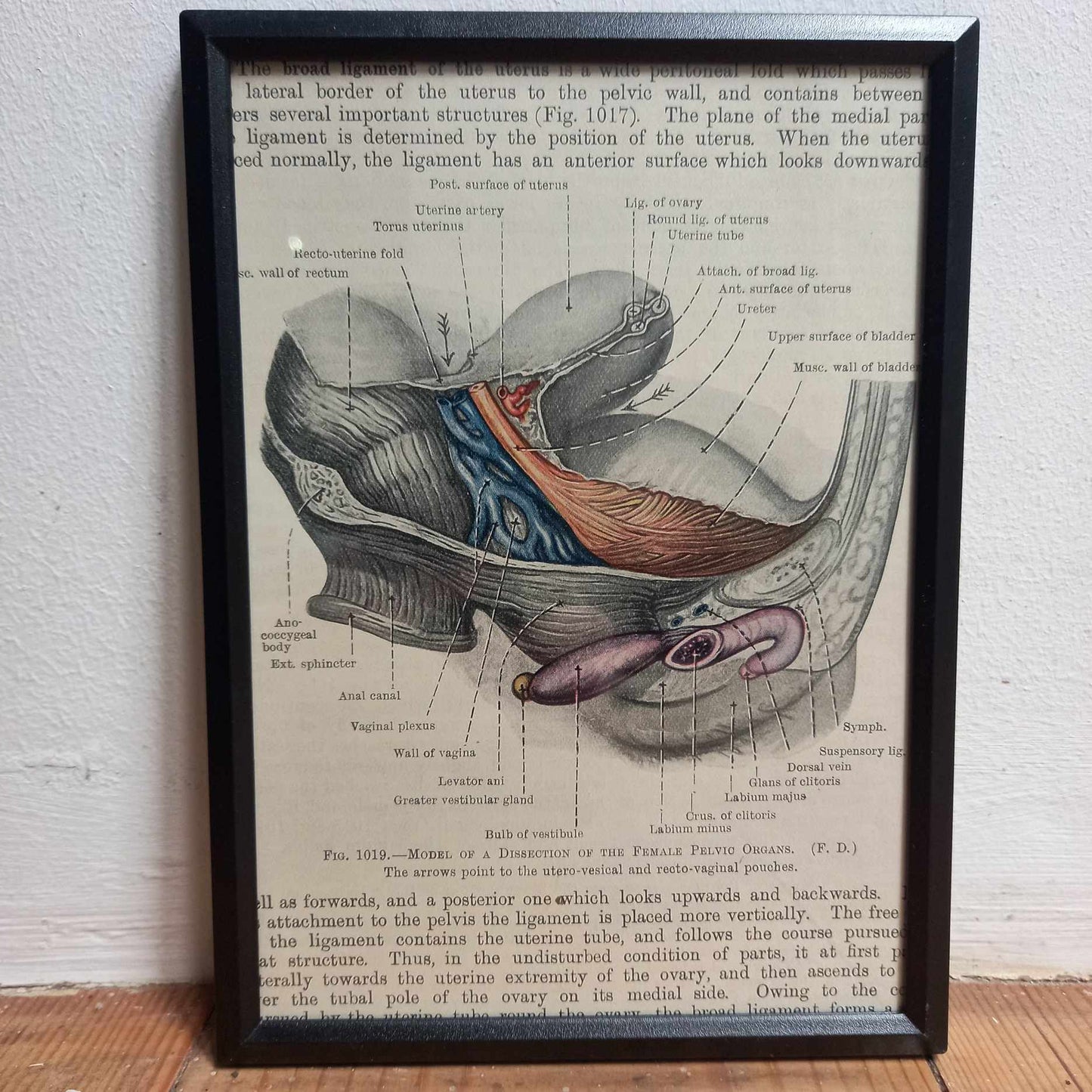Framed Diagrams From Antique Biology book