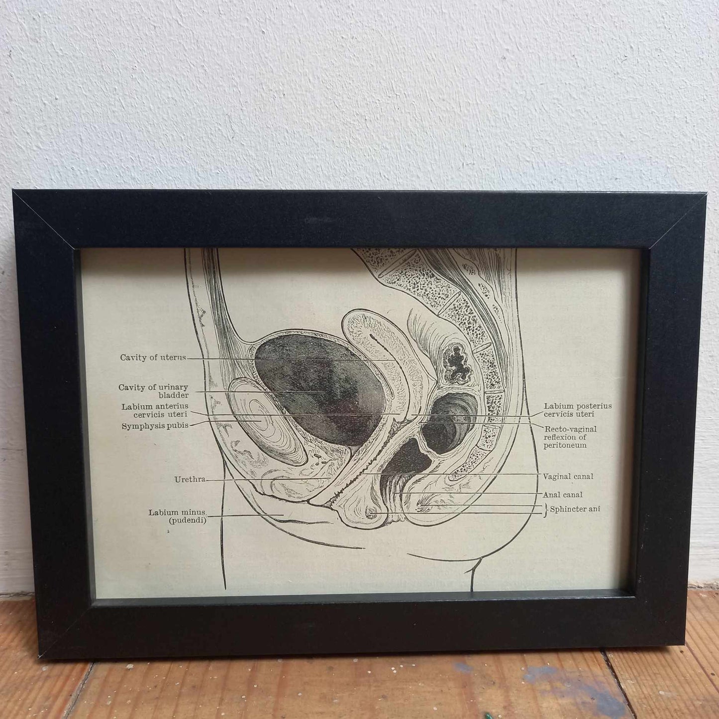 Framed Diagrams From Antique Biology book