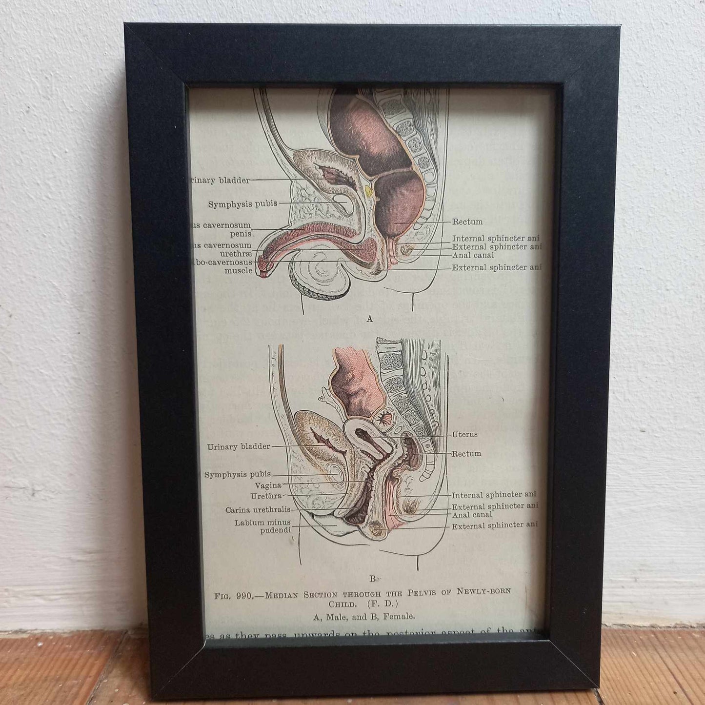 Framed Diagrams From Antique Biology book