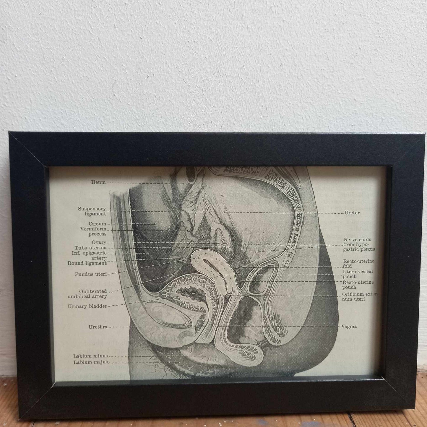 Framed Diagrams From Antique Biology book