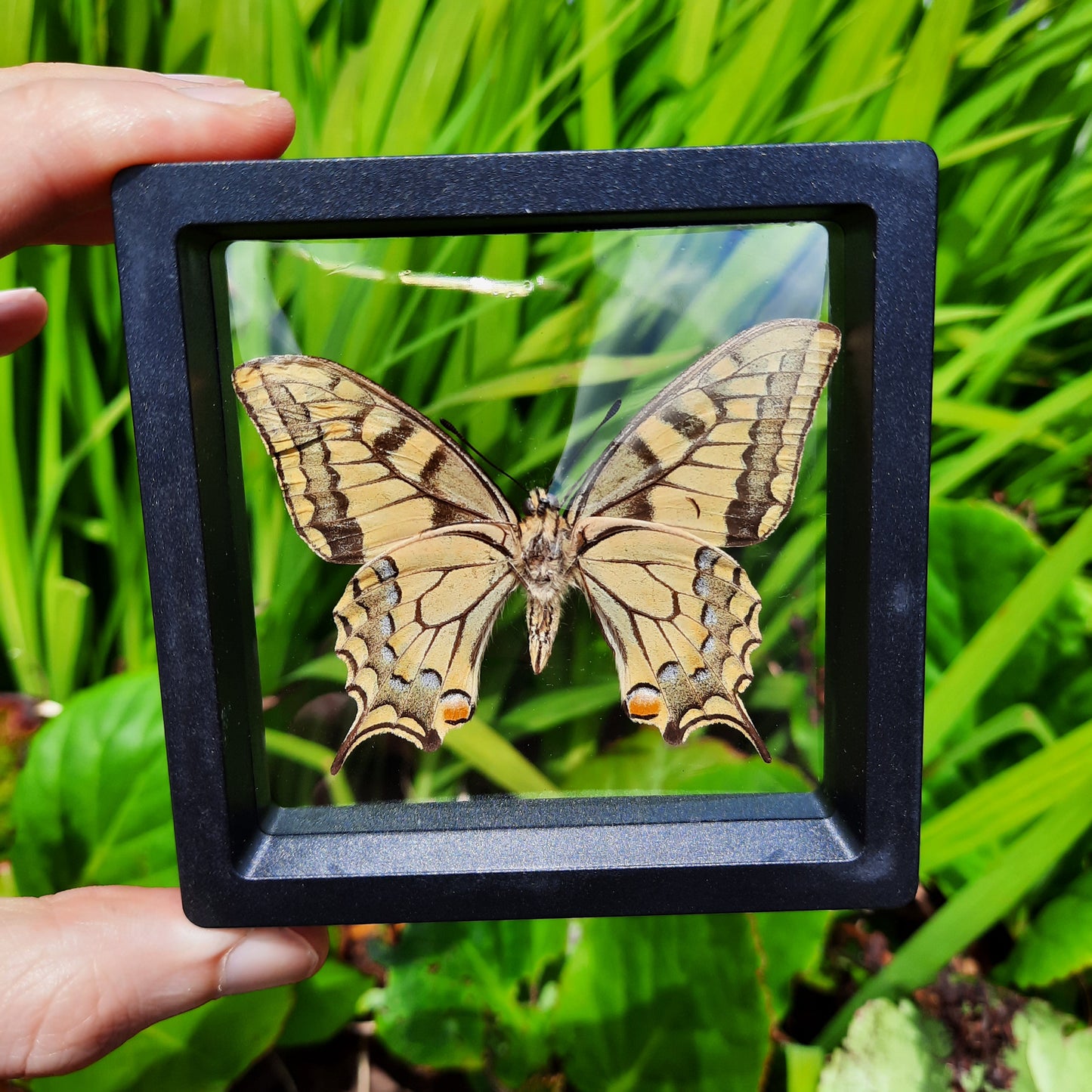 Framed Butterflies and Moths