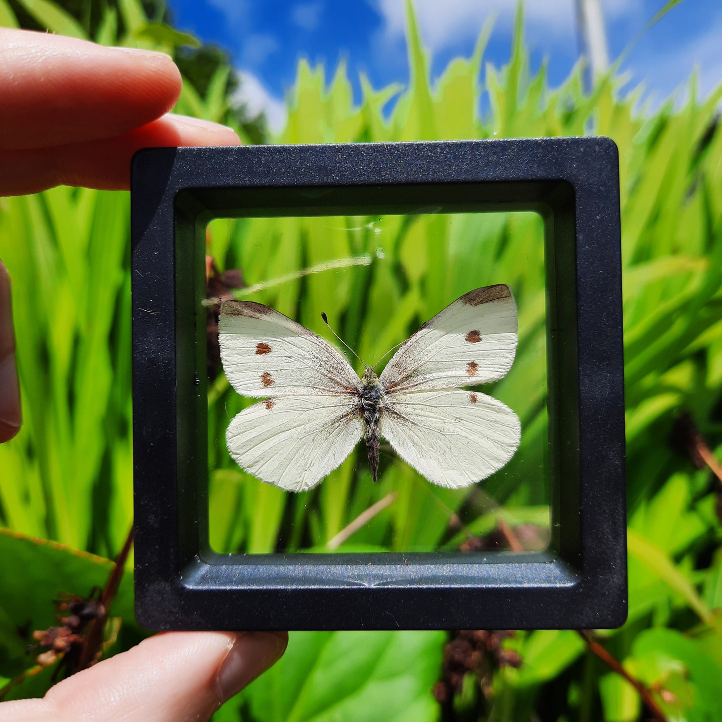 Framed Butterflies and Moths