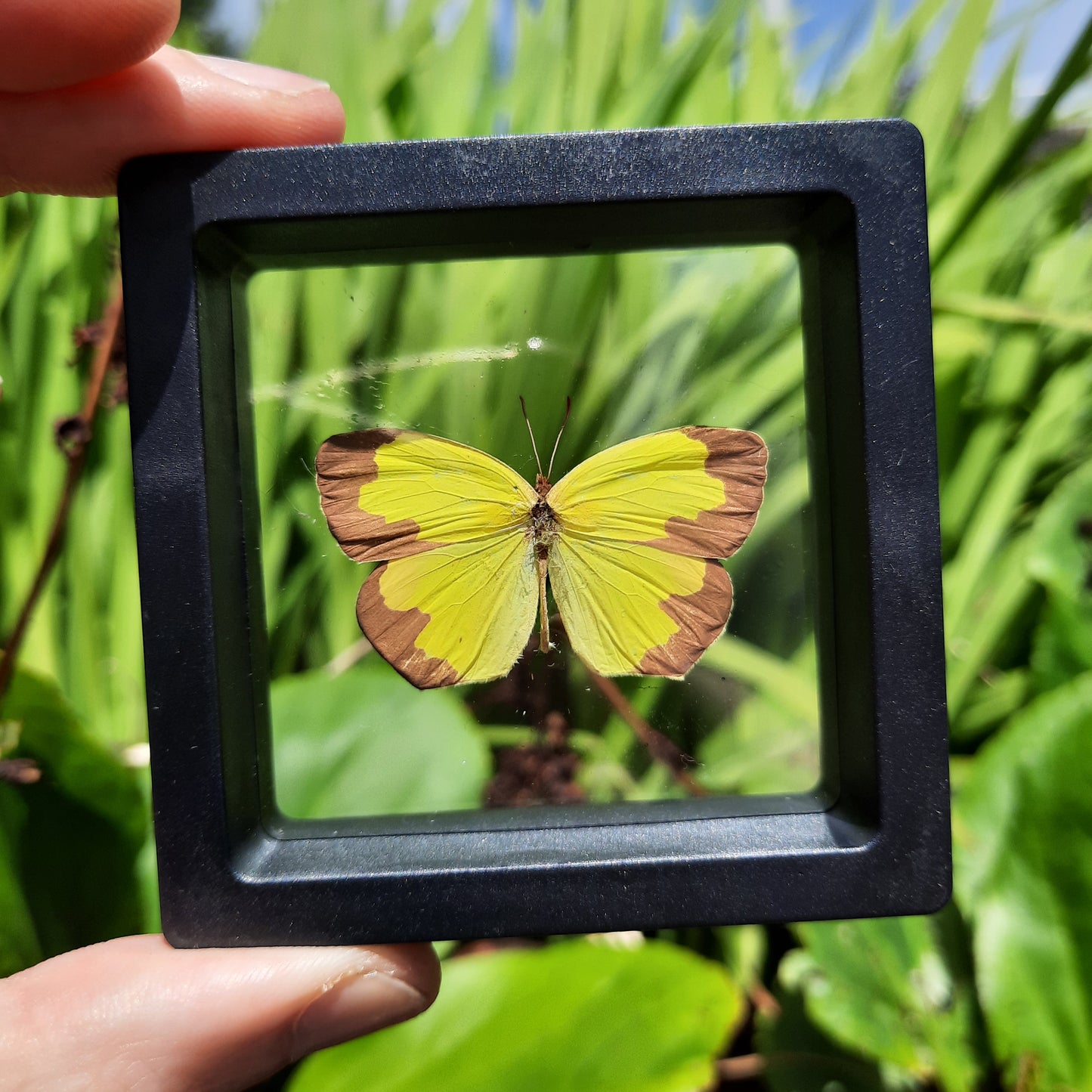 Framed Butterflies and Moths