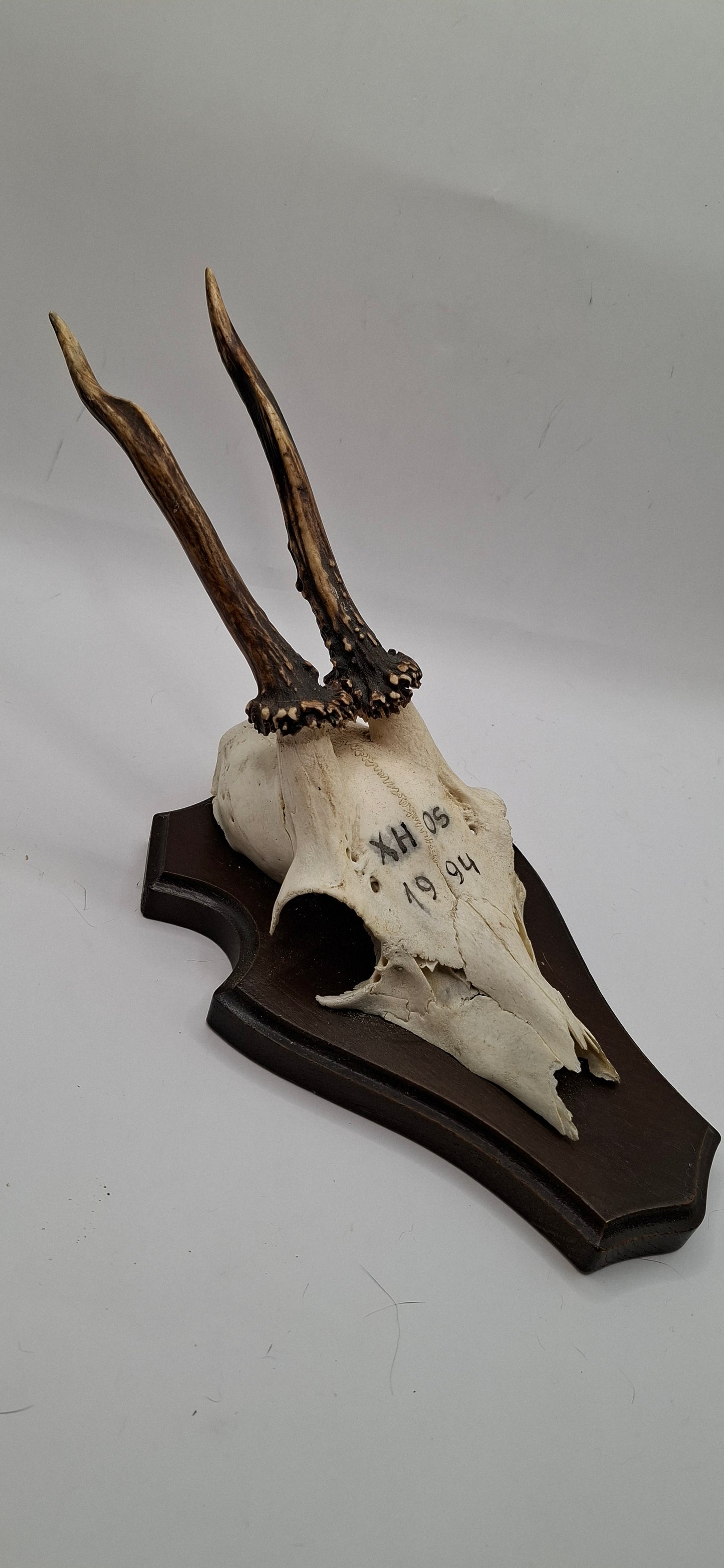Mounted Skulls SOME DEFORMED - UK ONLY