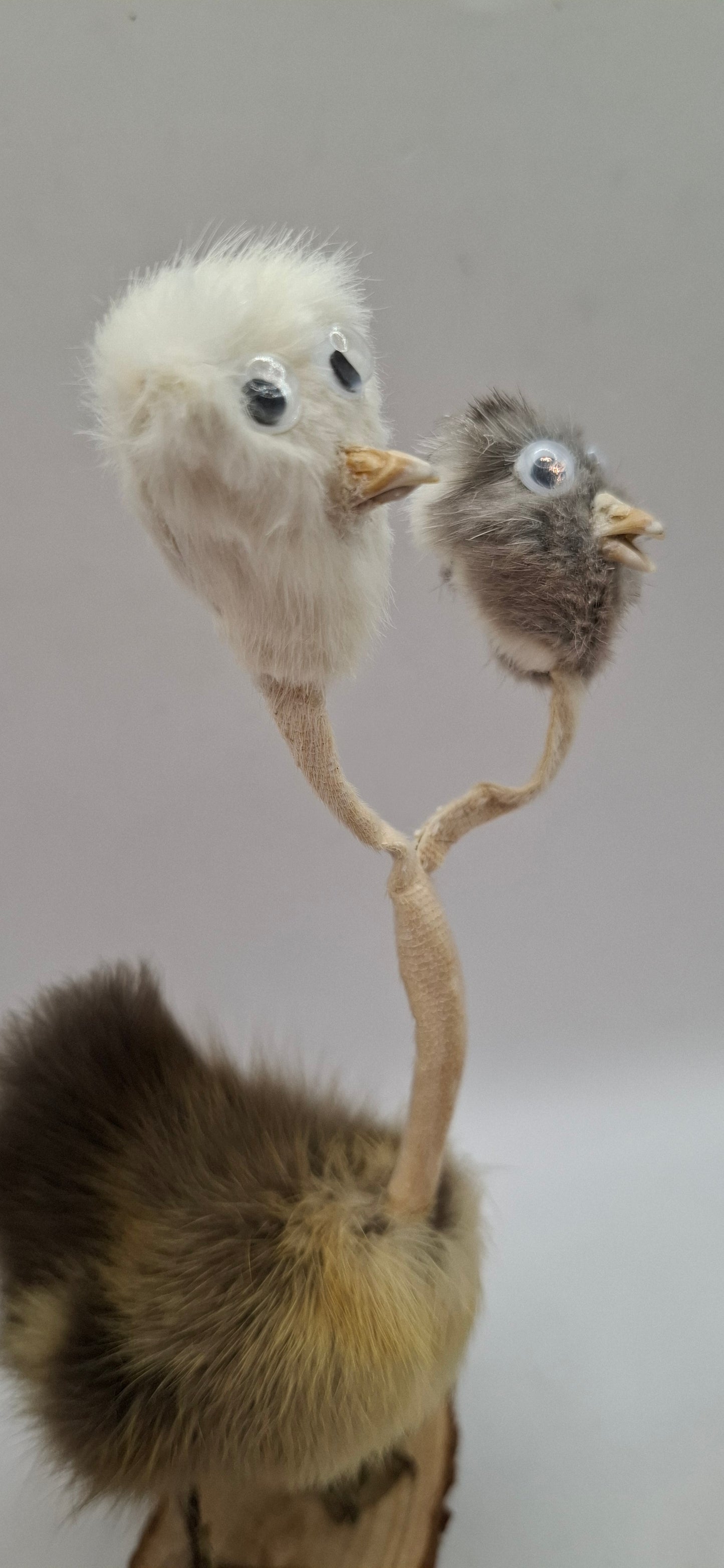 Twin Beaks