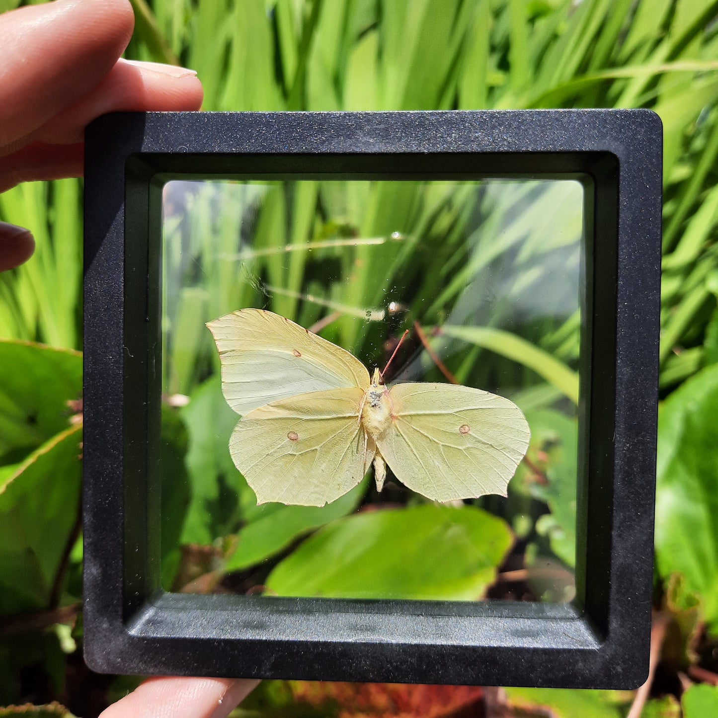 Framed Broken Butterflies