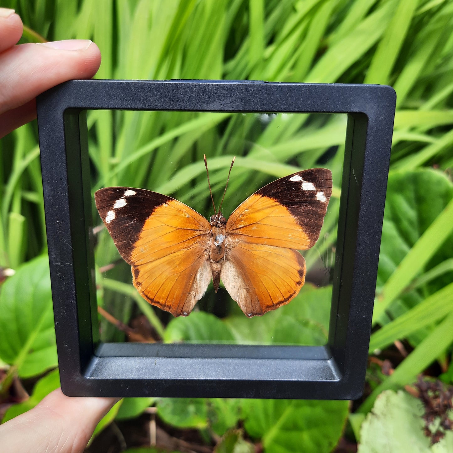 Framed Butterflies and Moths