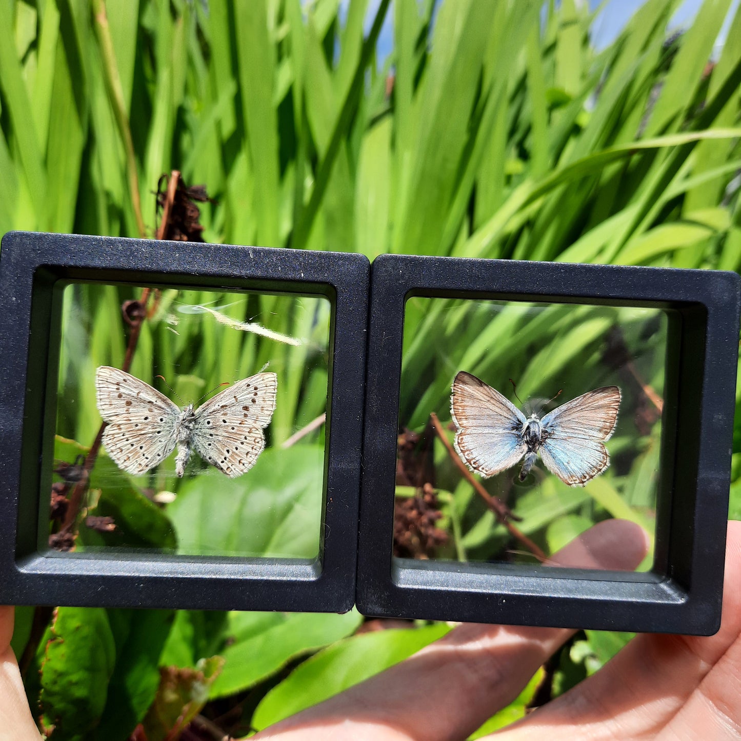 Framed Butterflies and Moths