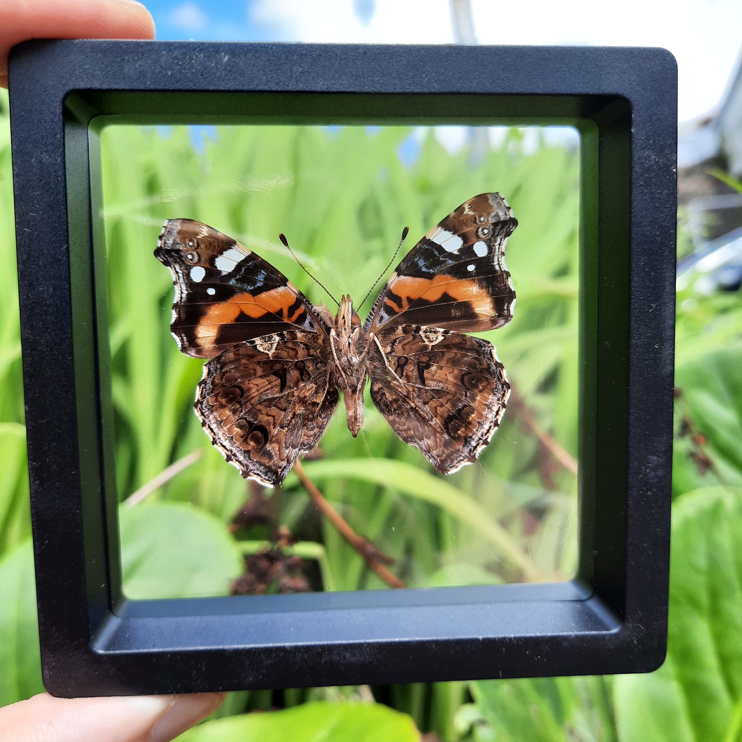 Framed Butterflies and Moths