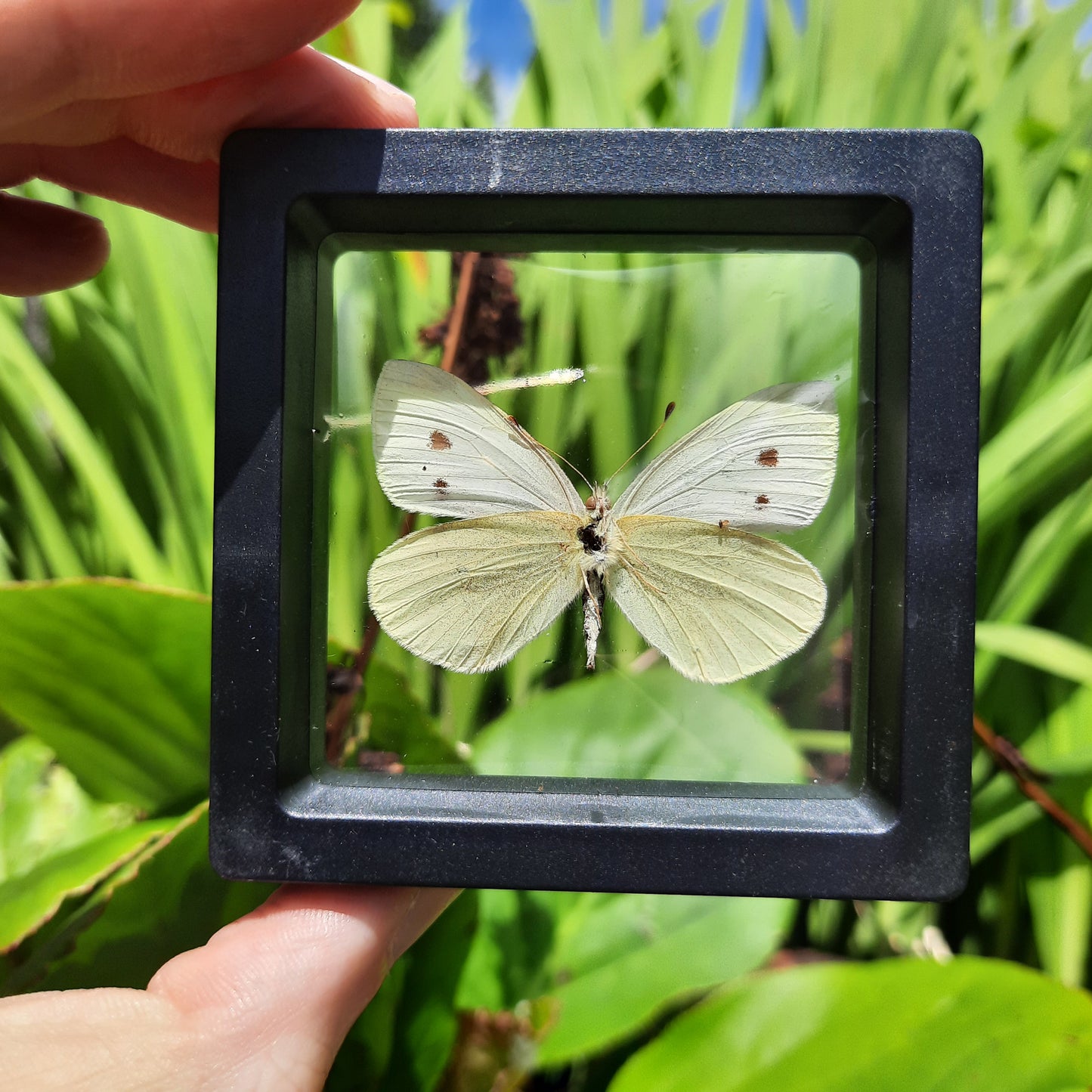 Framed Butterflies and Moths