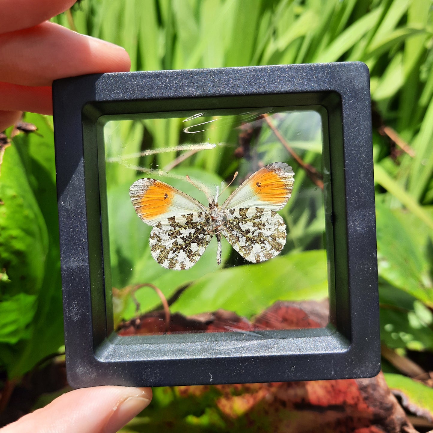 Framed Butterflies and Moths