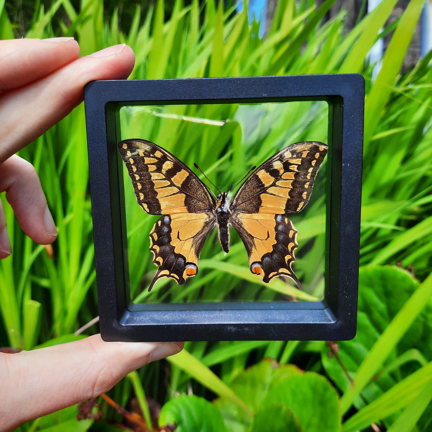 Framed Butterflies and Moths