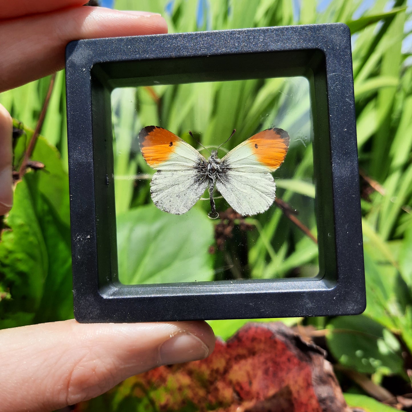 Framed Butterflies and Moths