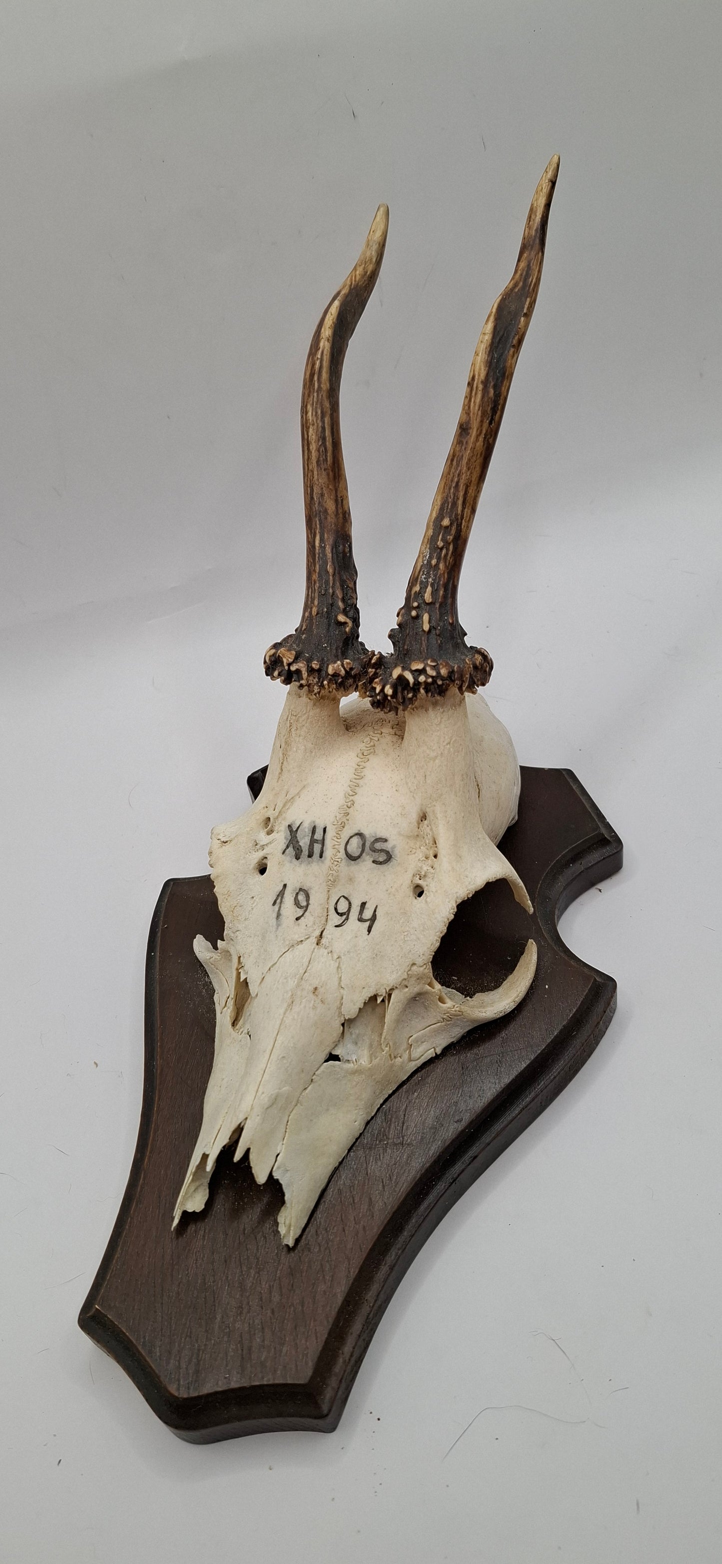 Mounted Skulls SOME DEFORMED - UK ONLY