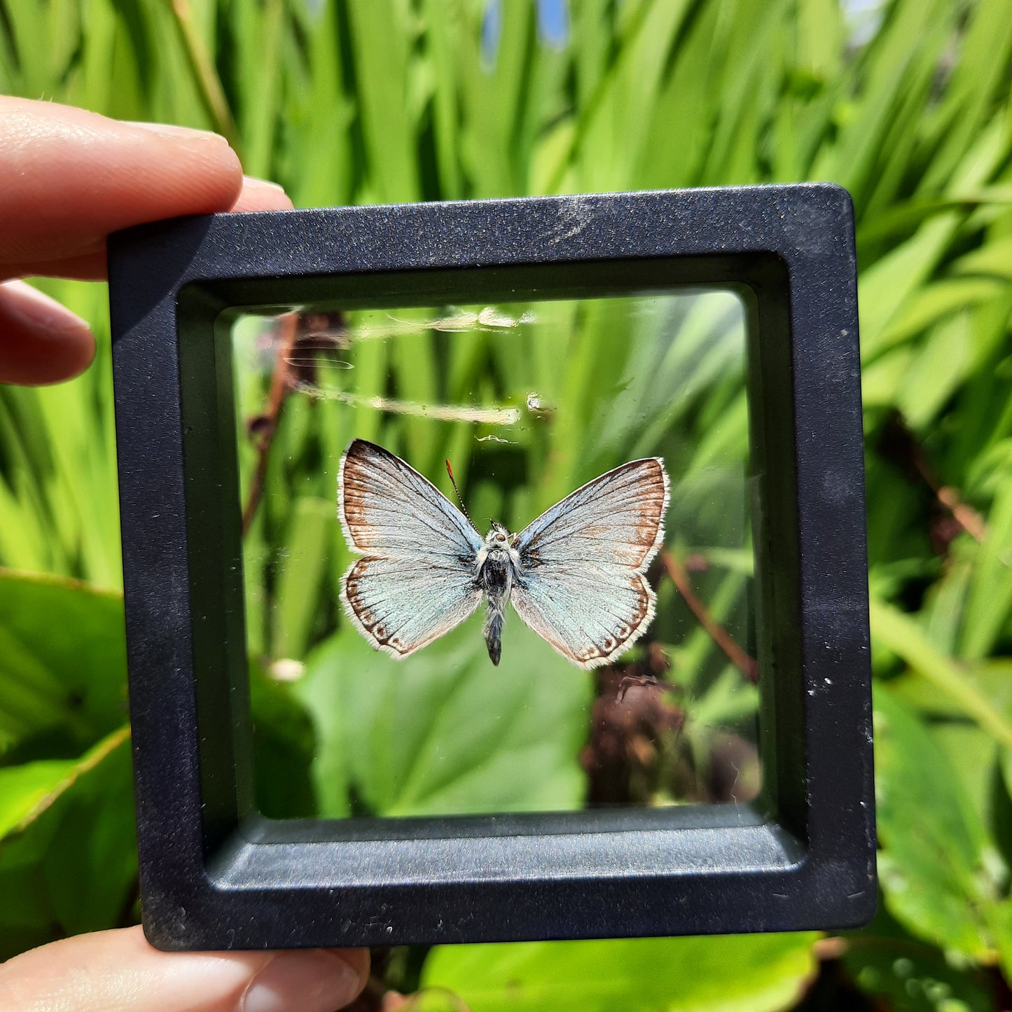 Framed Butterflies and Moths