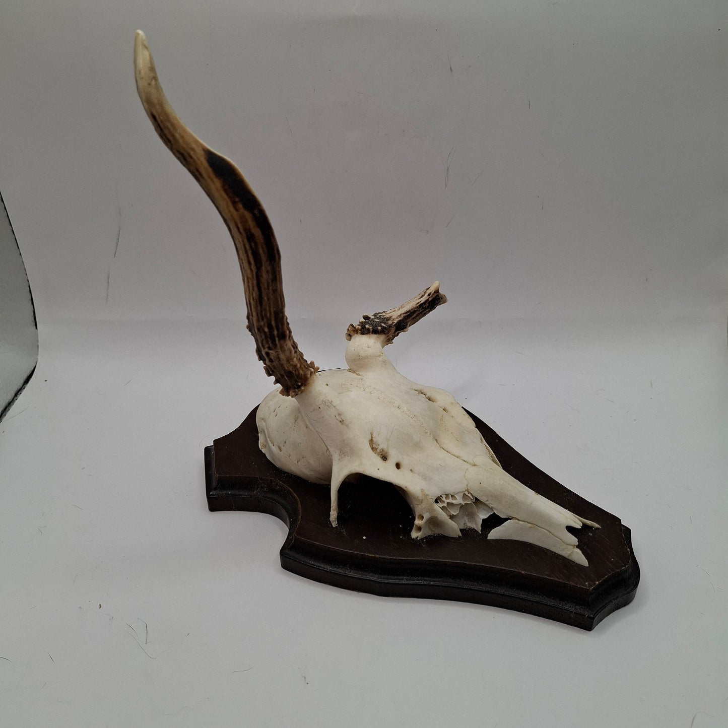 Mounted Skulls SOME DEFORMED - UK ONLY