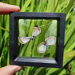 Framed Broken Butterflies