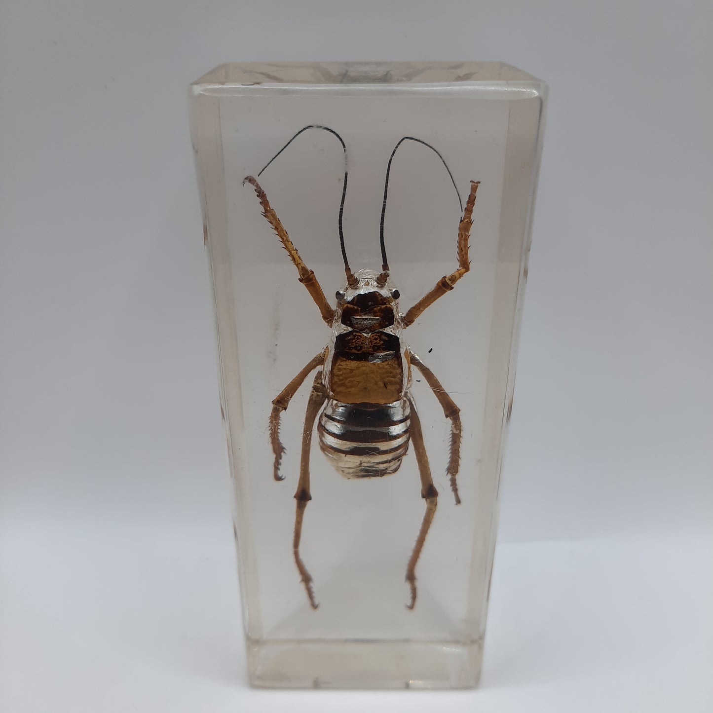 Larger Bugs