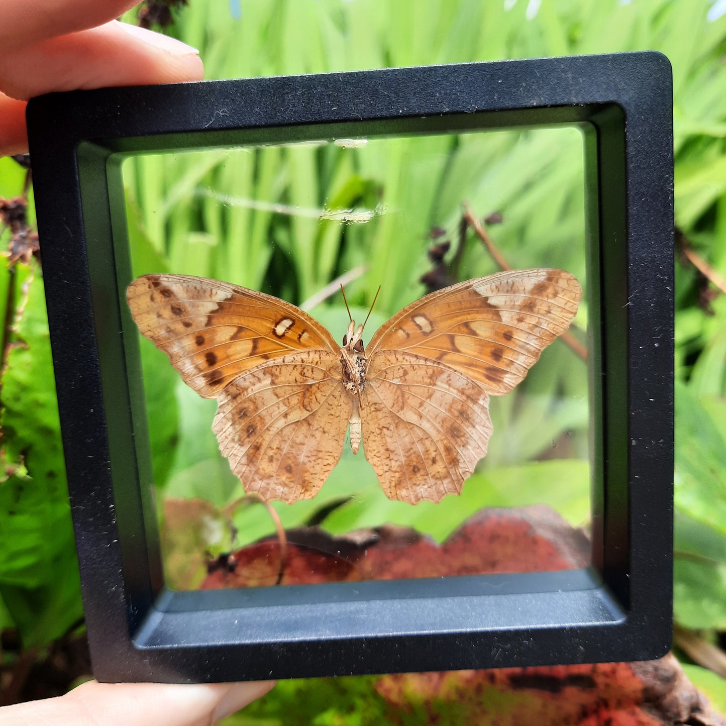 Framed Butterflies and Moths