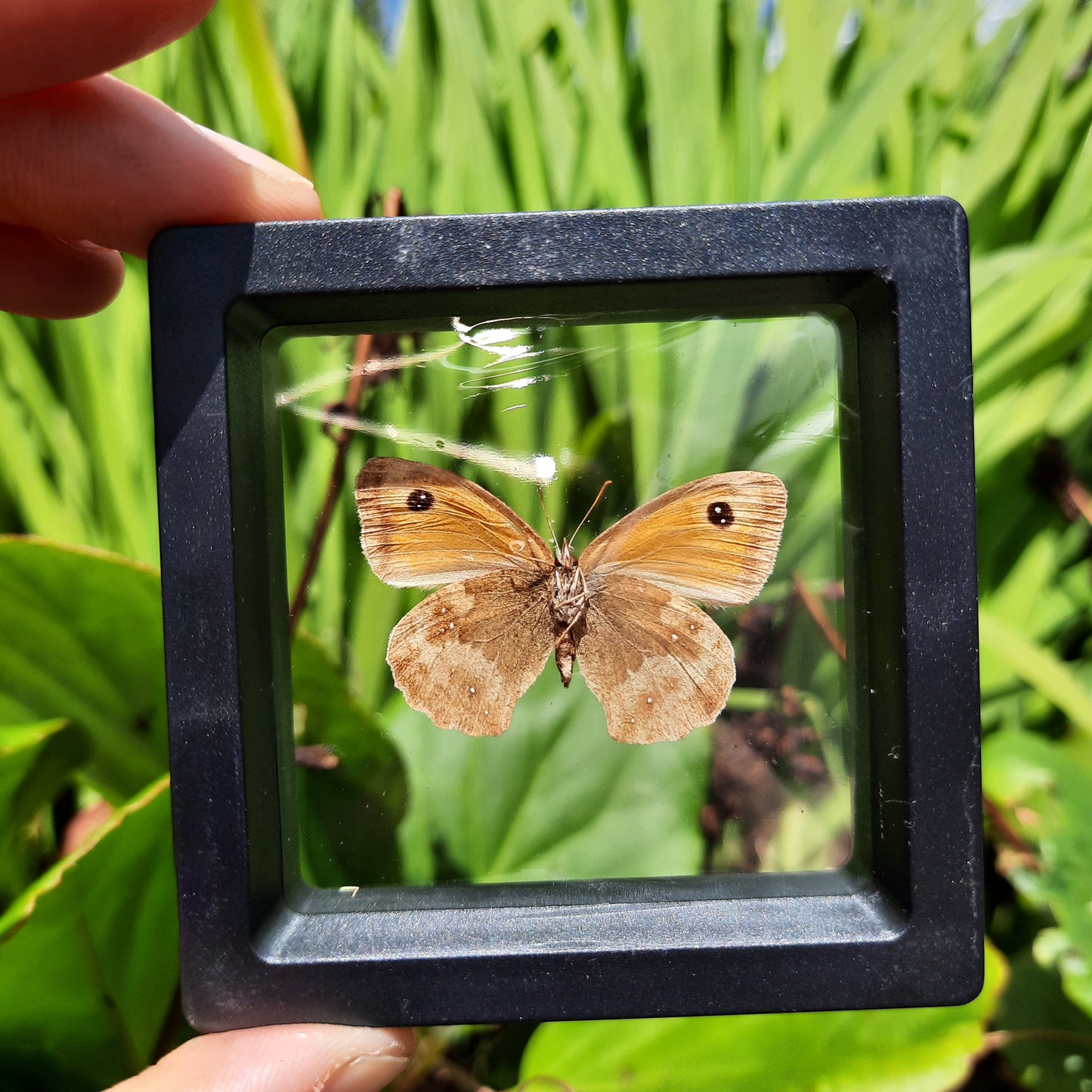 Framed Butterflies and Moths