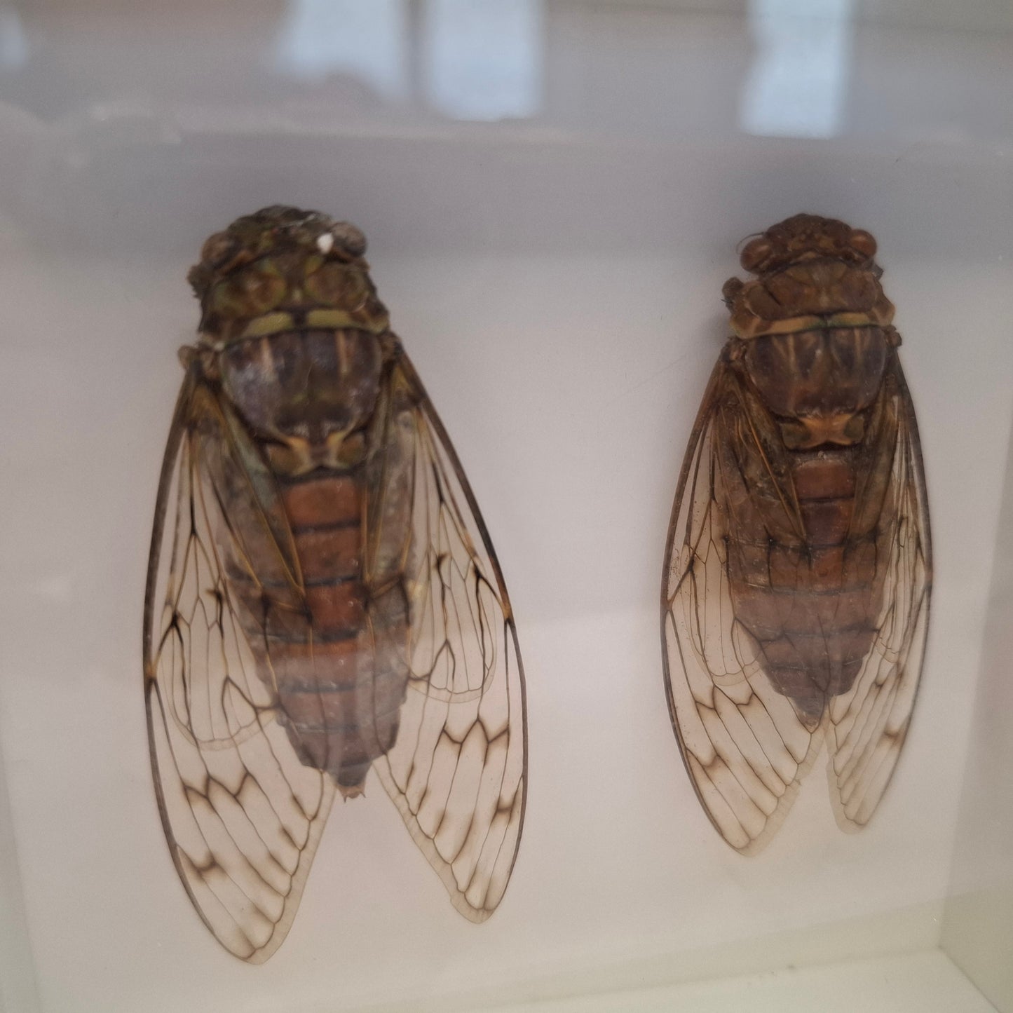 Framed Cicadas