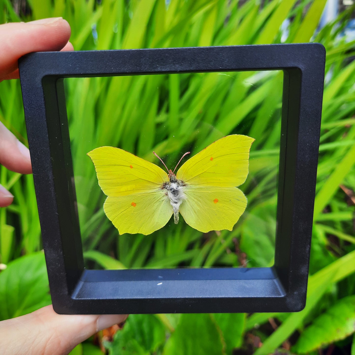 Framed Butterflies and Moths