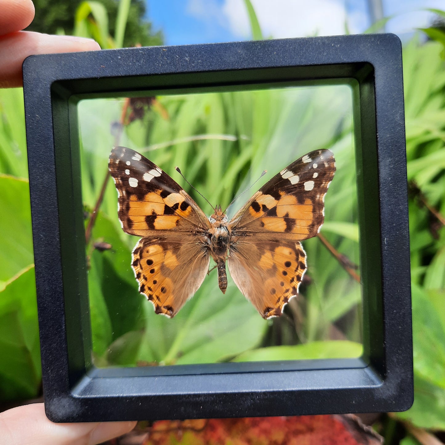 Framed Butterflies and Moths