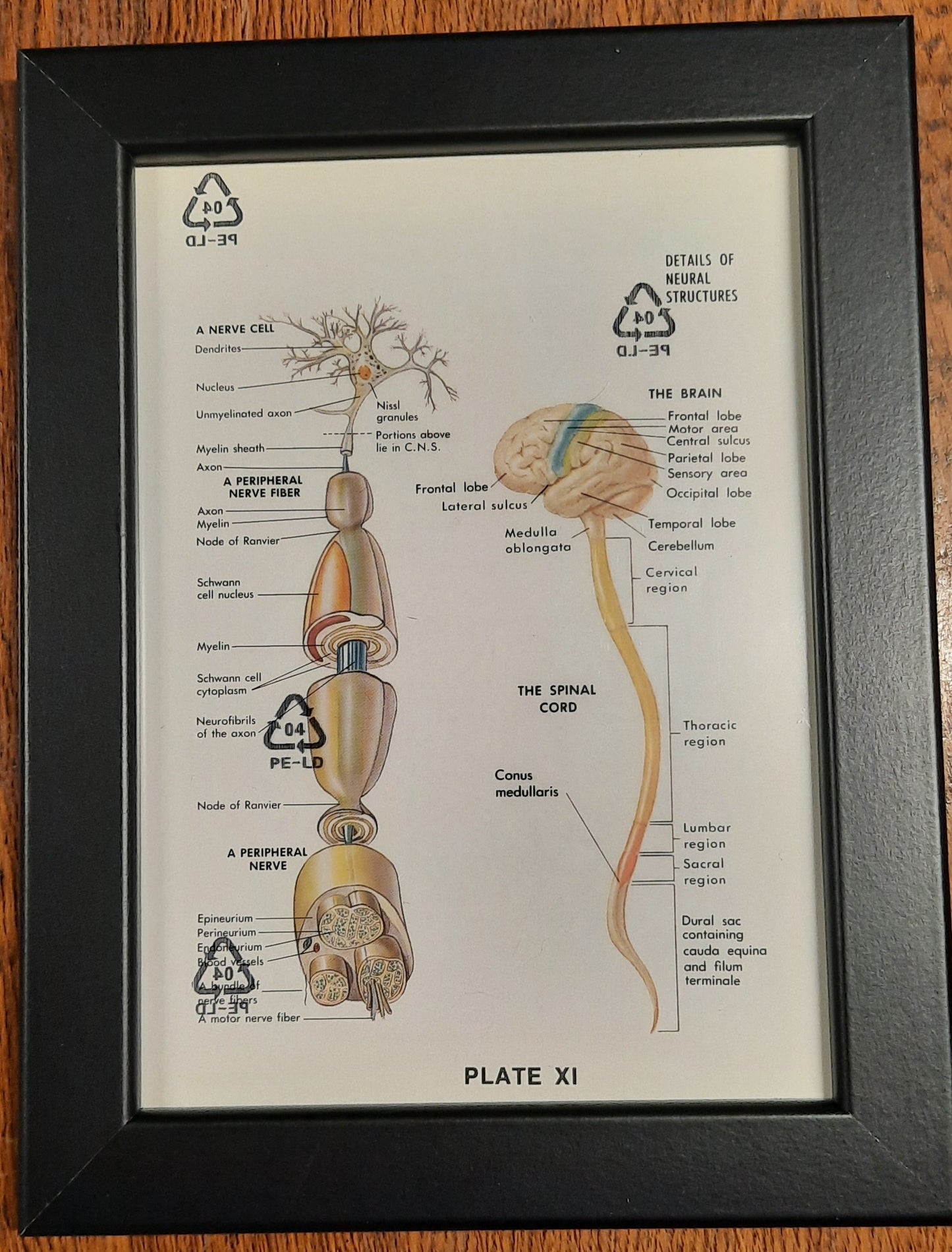 Framed Biological Diagrams