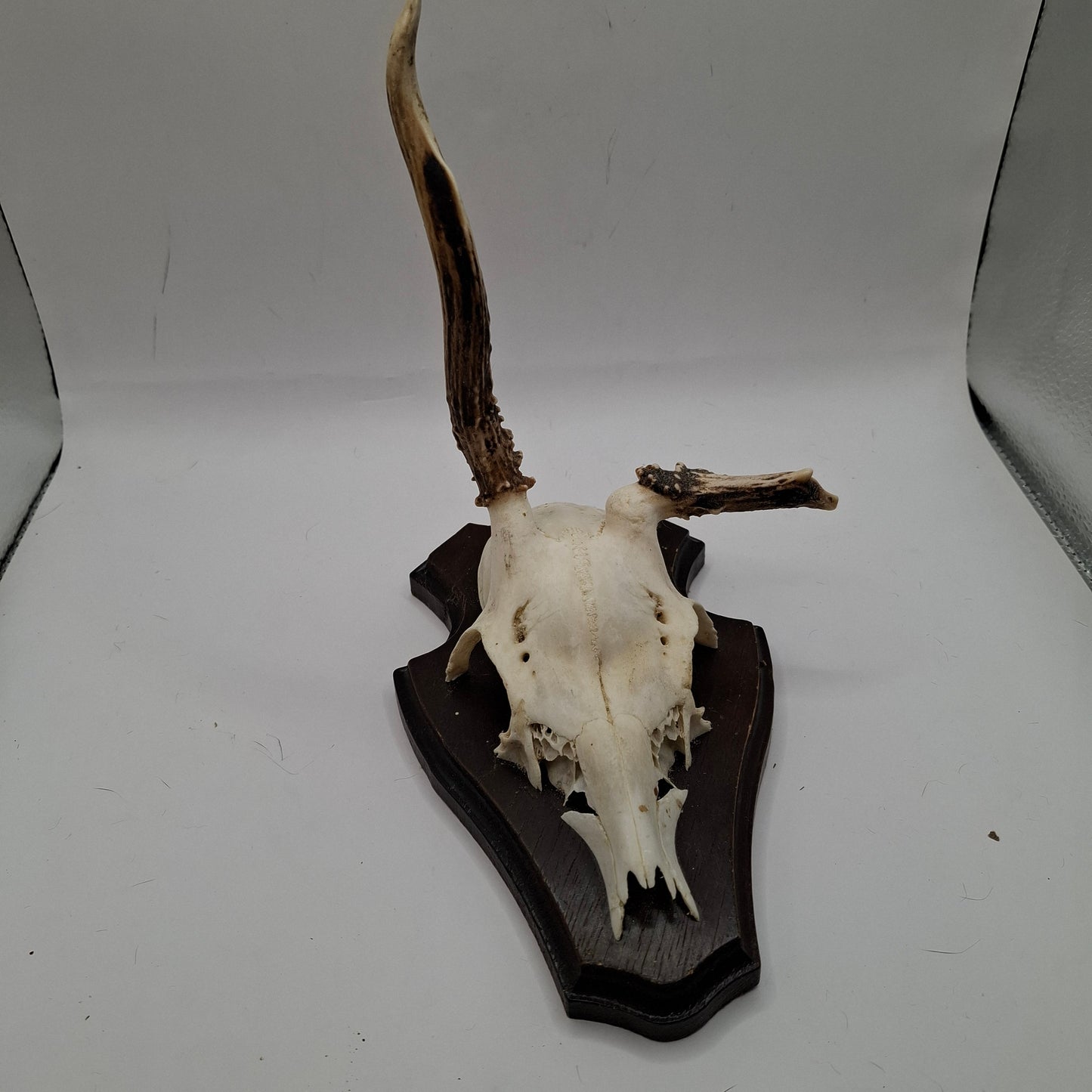Mounted Skulls SOME DEFORMED - UK ONLY