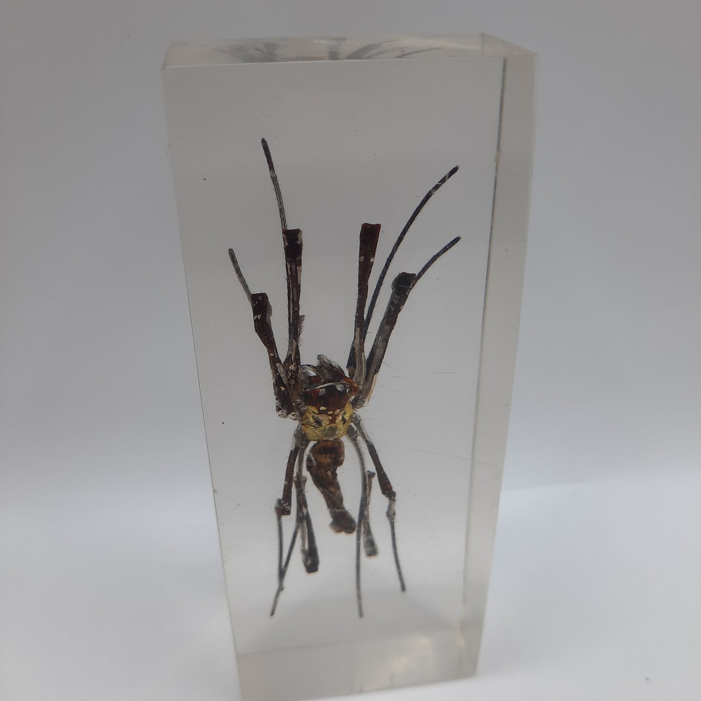 Larger Bugs