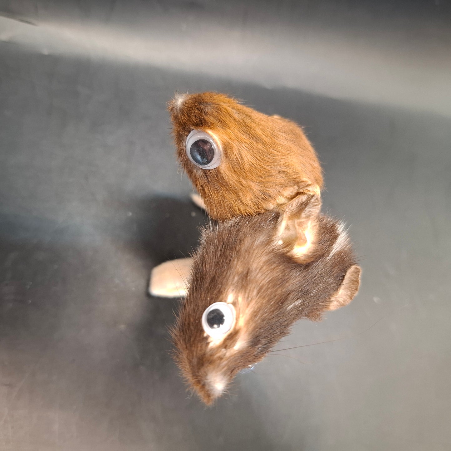 Head: Two, Tail