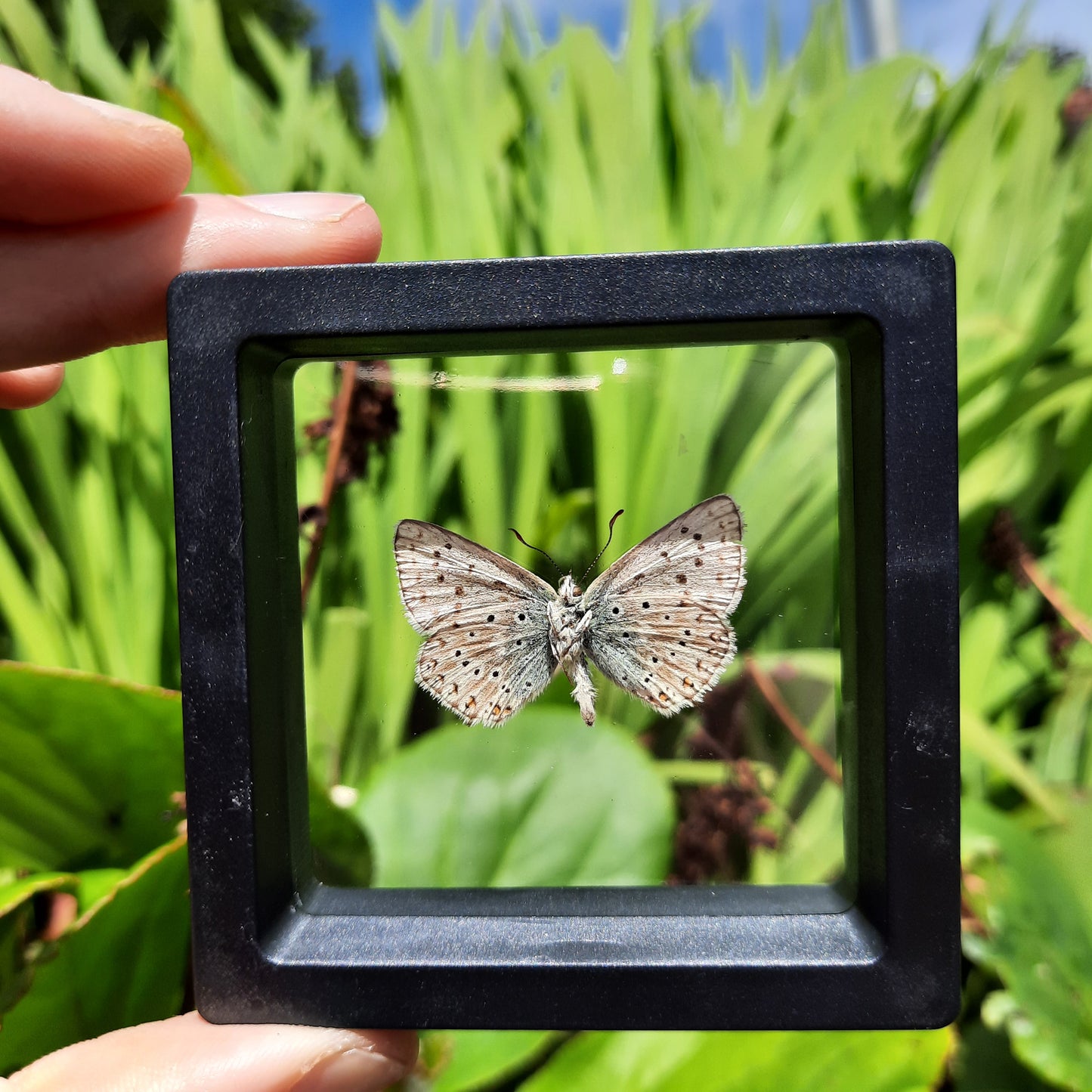 Framed Butterflies and Moths